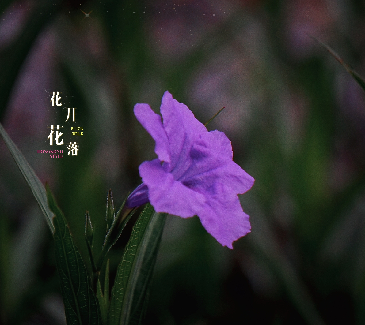 的,看上去就像一朵朵翠绿的大花,而大花上又点缀着一朵朵淡蓝色的小花