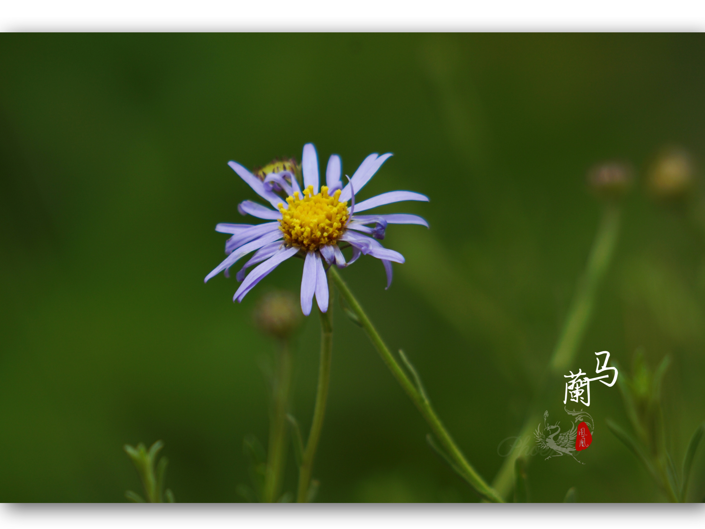 野花.菊科马兰花[首发]