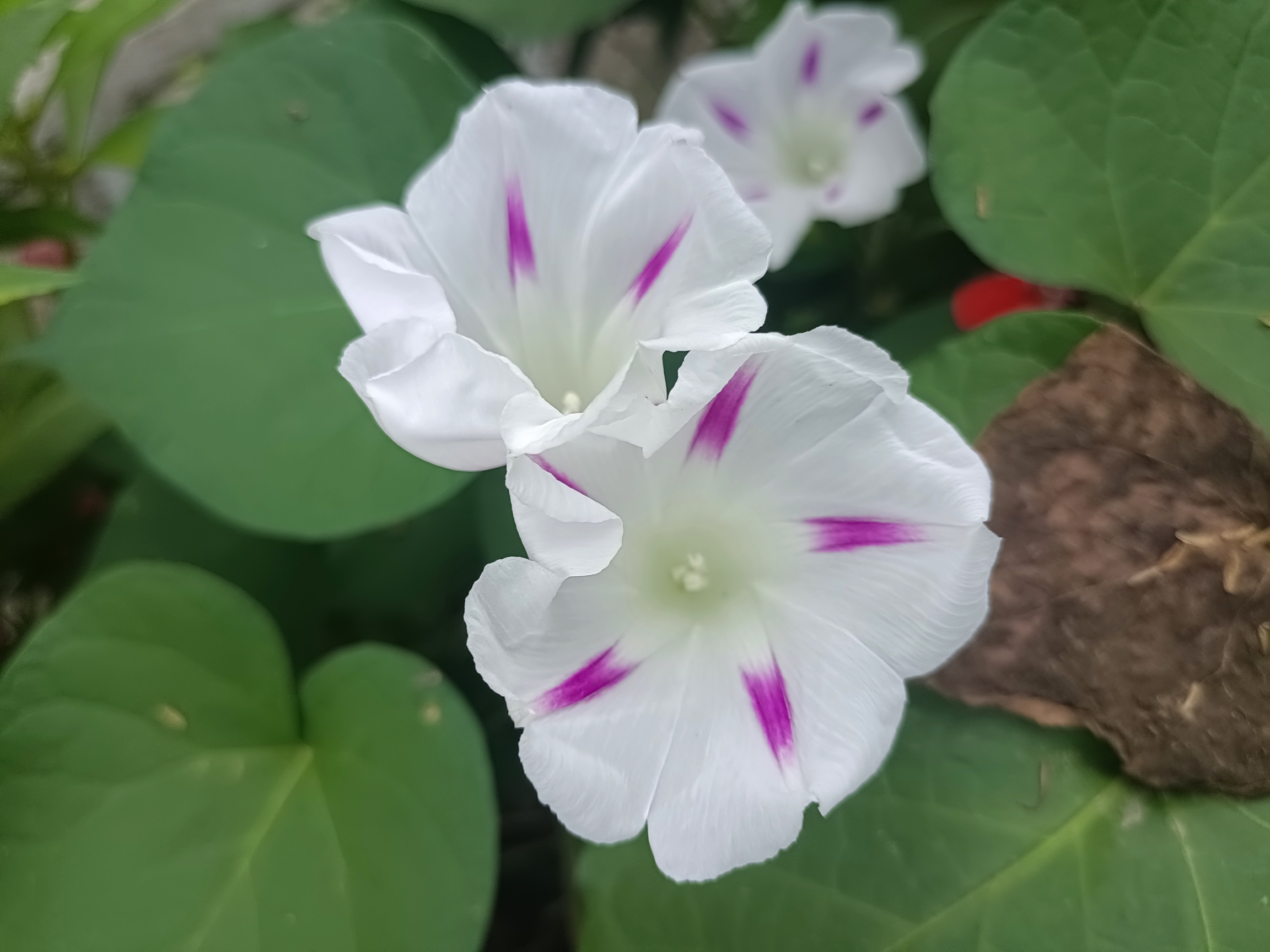 【首发】圆叶牵牛花