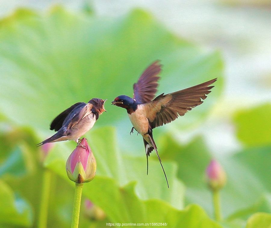 《燕舞空中》燕青阁诗友和诗(原创)