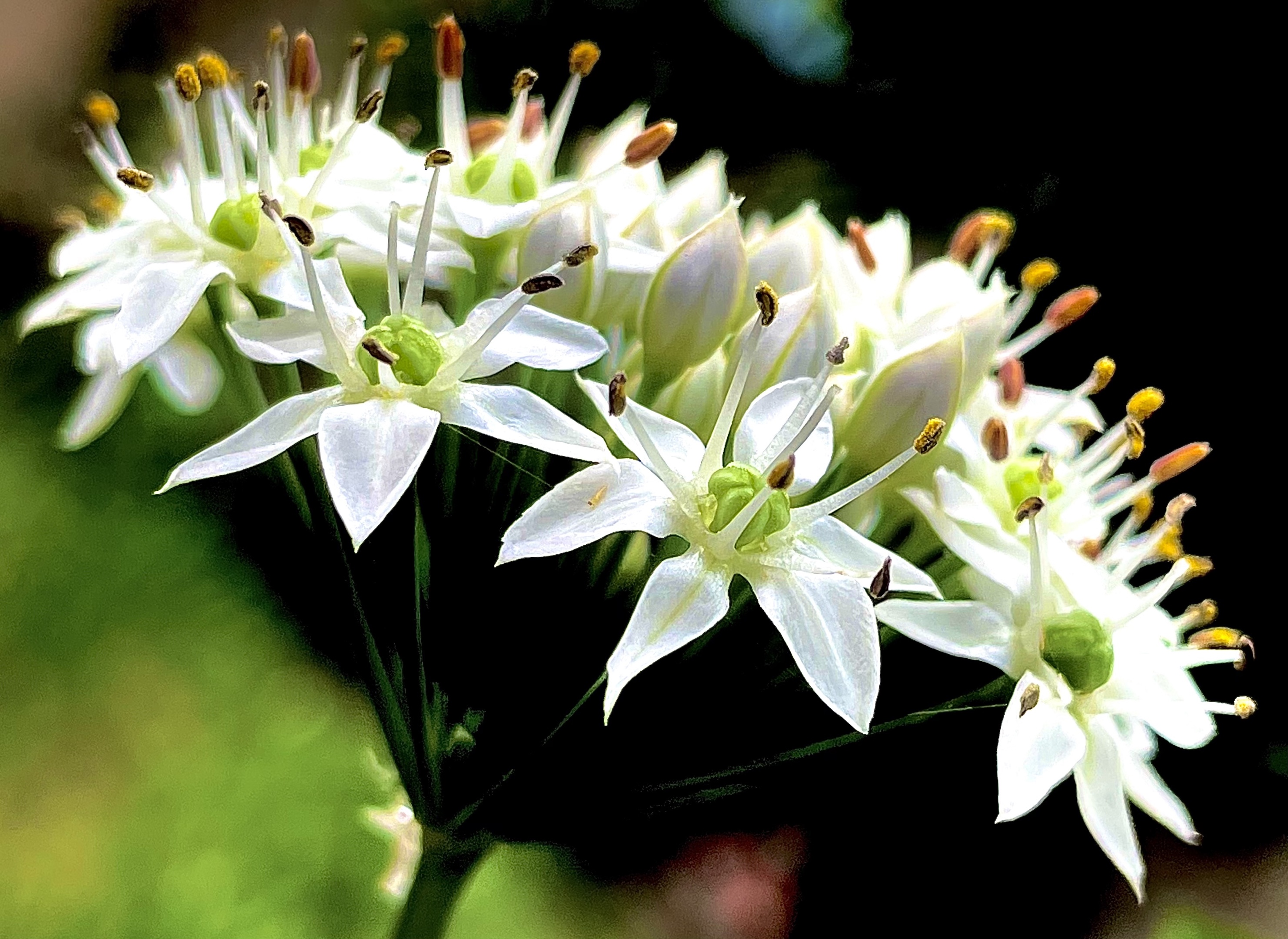【首发】韭菜花开