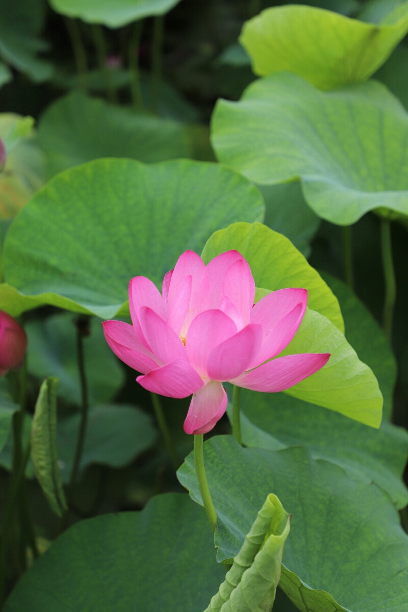 柳丝青青山水映雨后碧荷花更秀