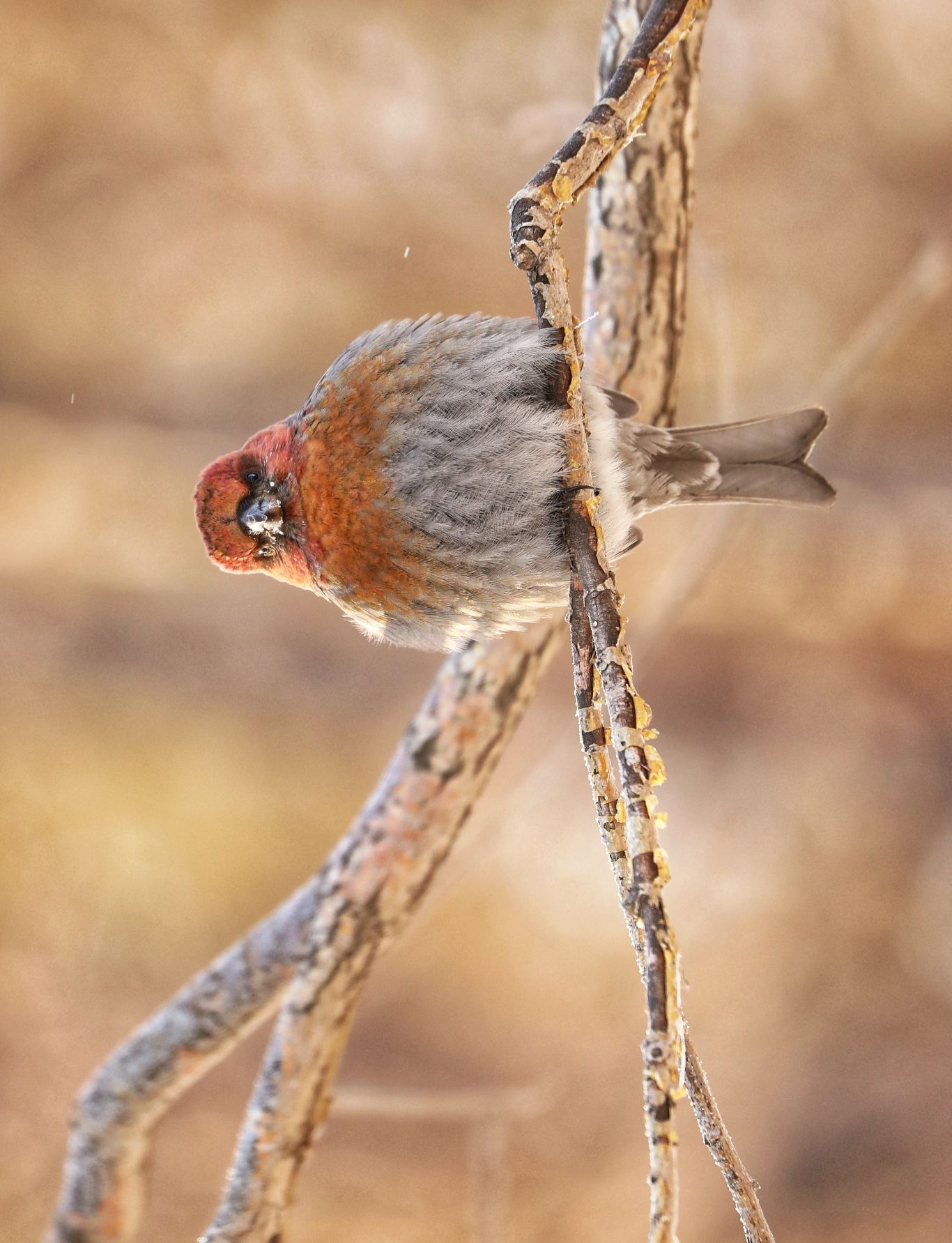 呆头呆脑的灵鸟一一松雀