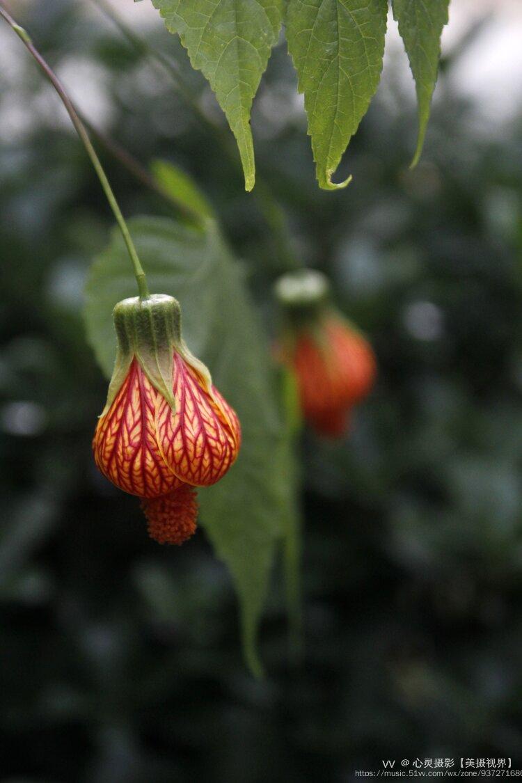 金铃花属锦葵科苘麻属植物,别名灯笼花,网花苘麻,纹瓣悬铃花等.