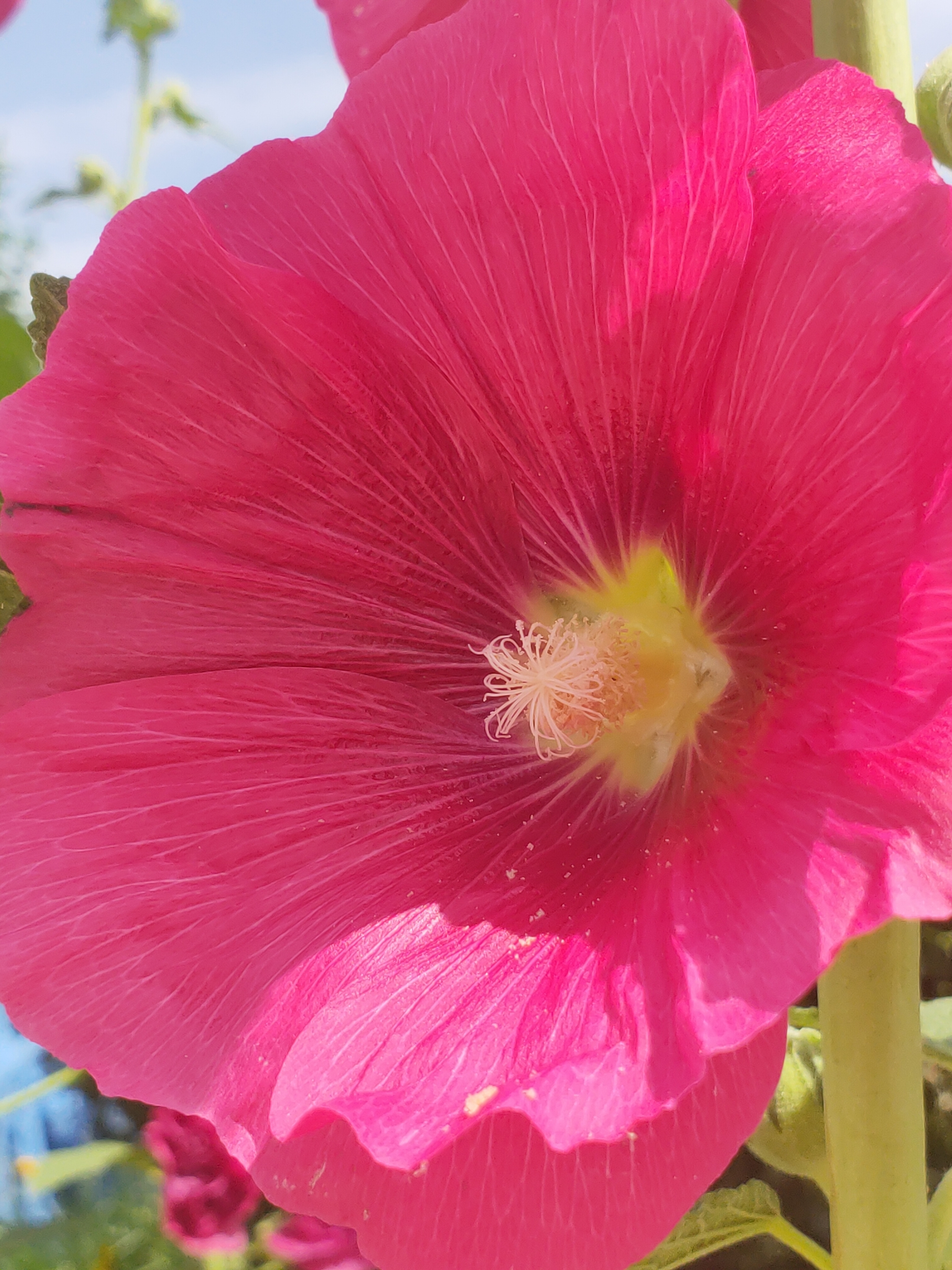 蜀葵花属于两年生直立草本植物,它的植株最高可长到2米,它的叶子接受