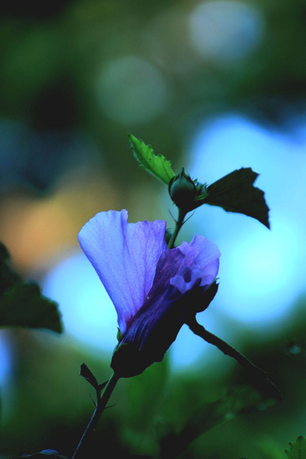 1000_1500竖版 竖屏