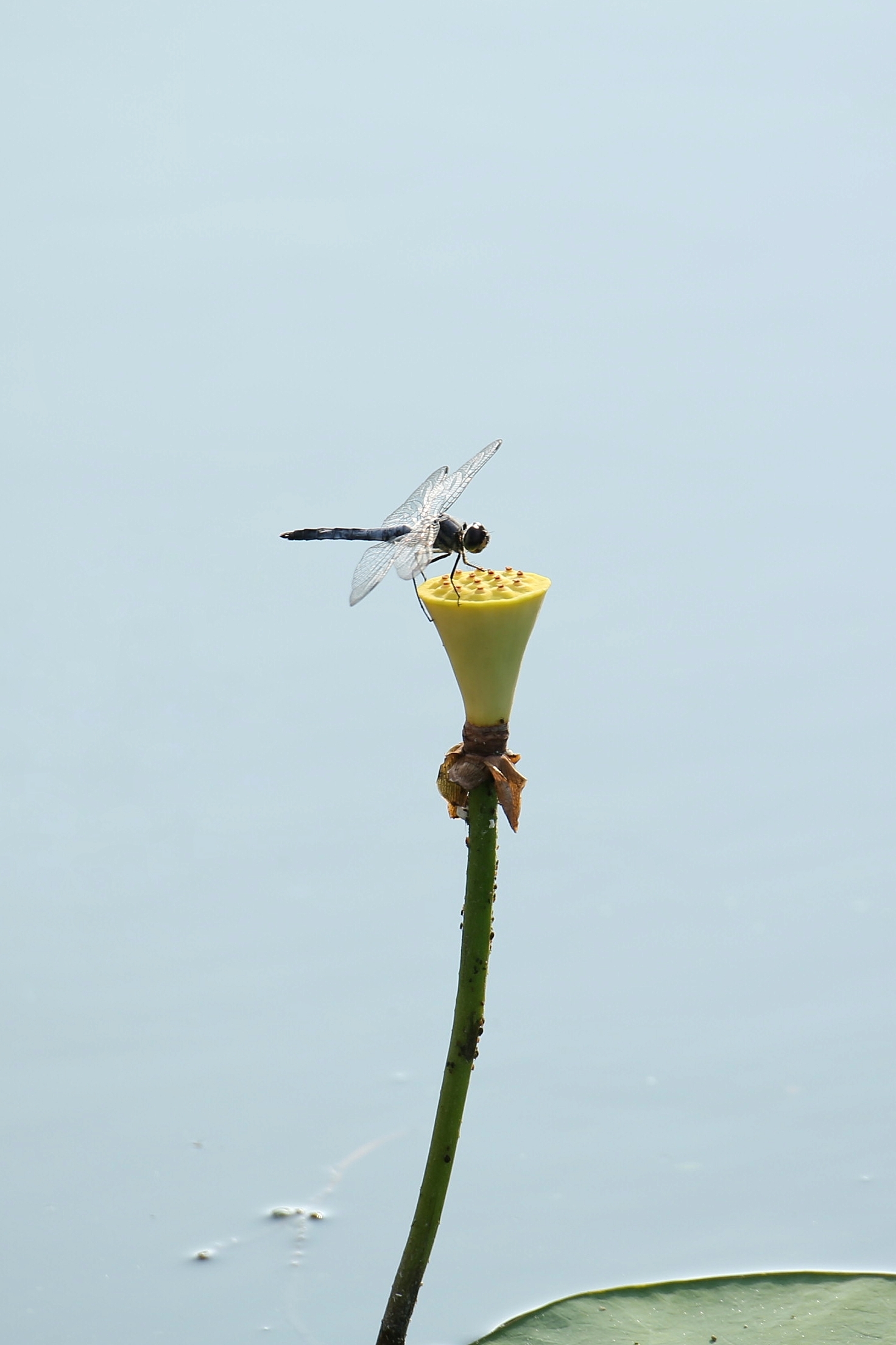 莲蓬上的蜻蜓《首发》