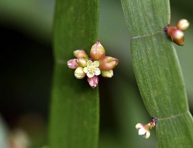 【首发】竹节蓼