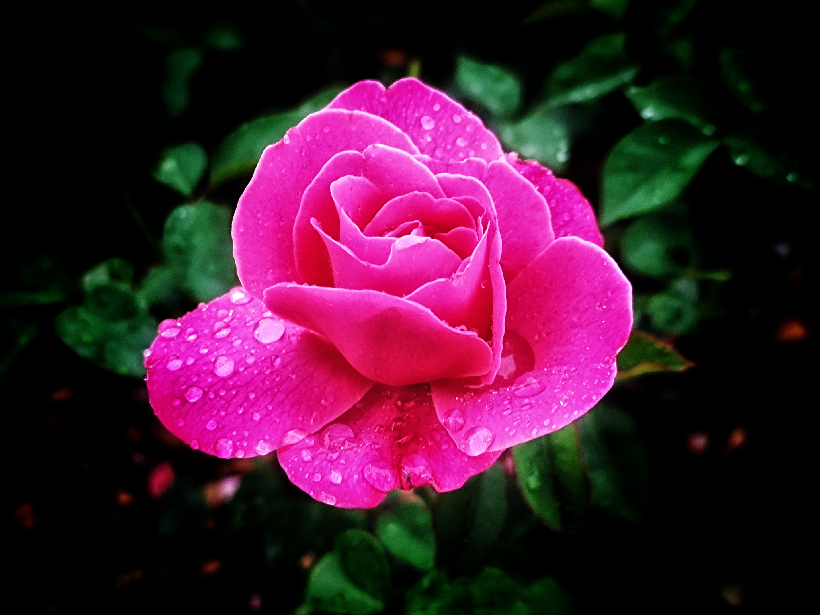 枝头挺立香月季(原创首发)