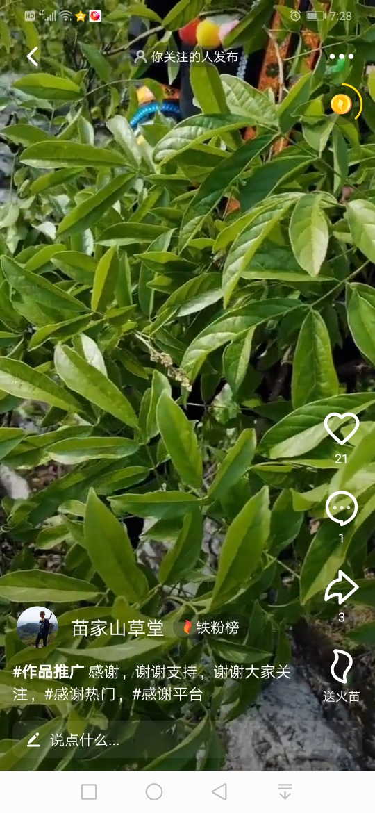 黑风藤夜门关越南叶下珠大叶水田七又名老虎须商陆乌头首乌马鞭草老