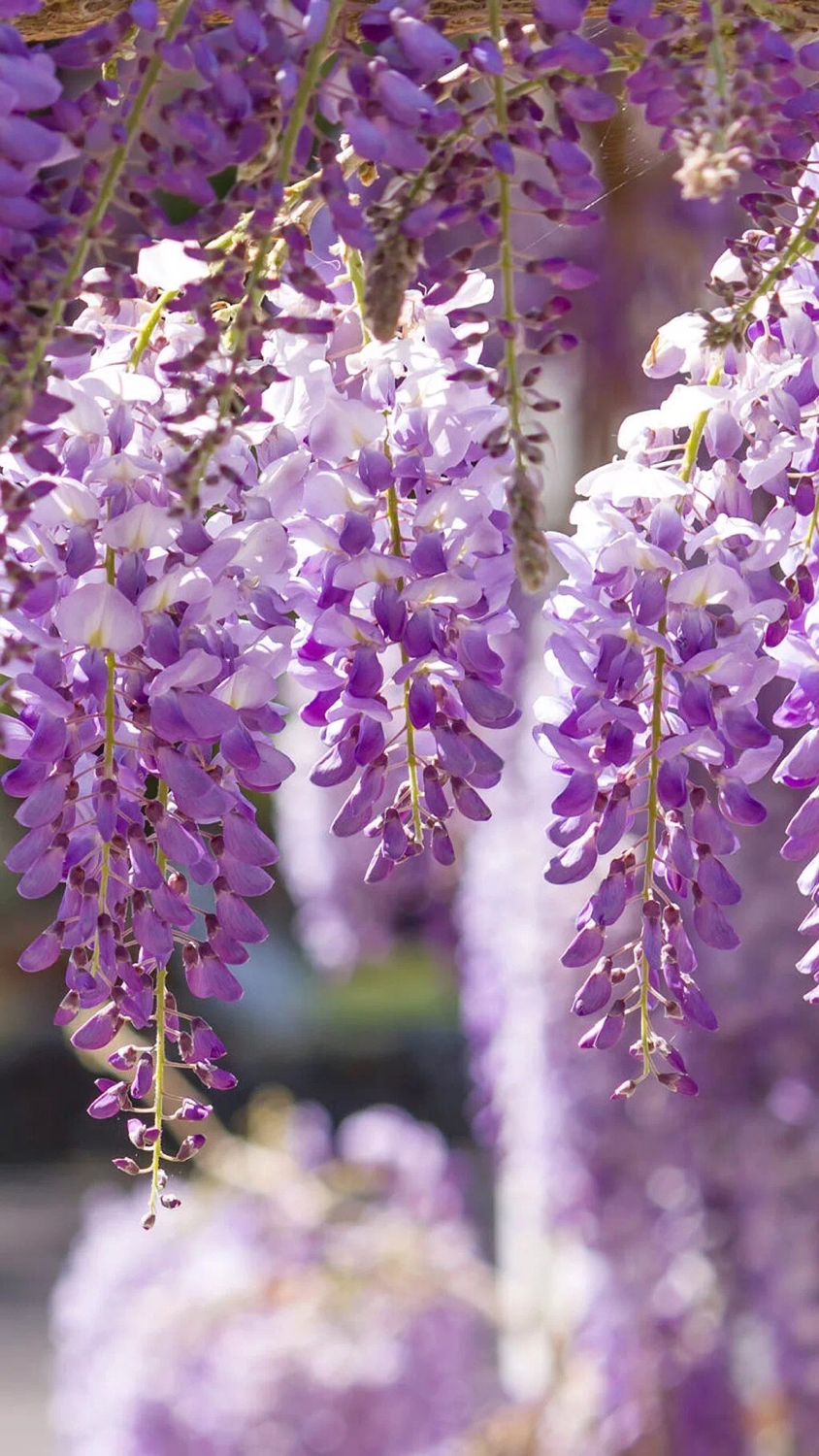 我的心情日记春天的遗憾