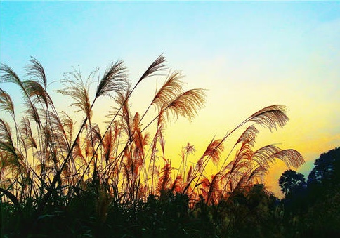 【首发】【雅韵文轩】现代诗荟萃(六十八)