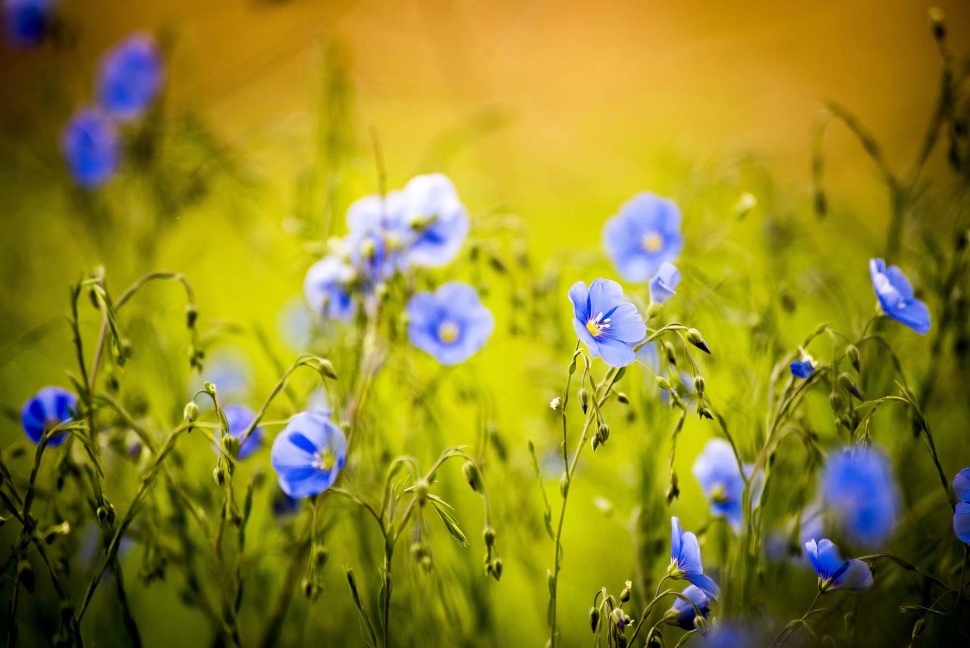 甘棠公园百花齐放争奇斗艳