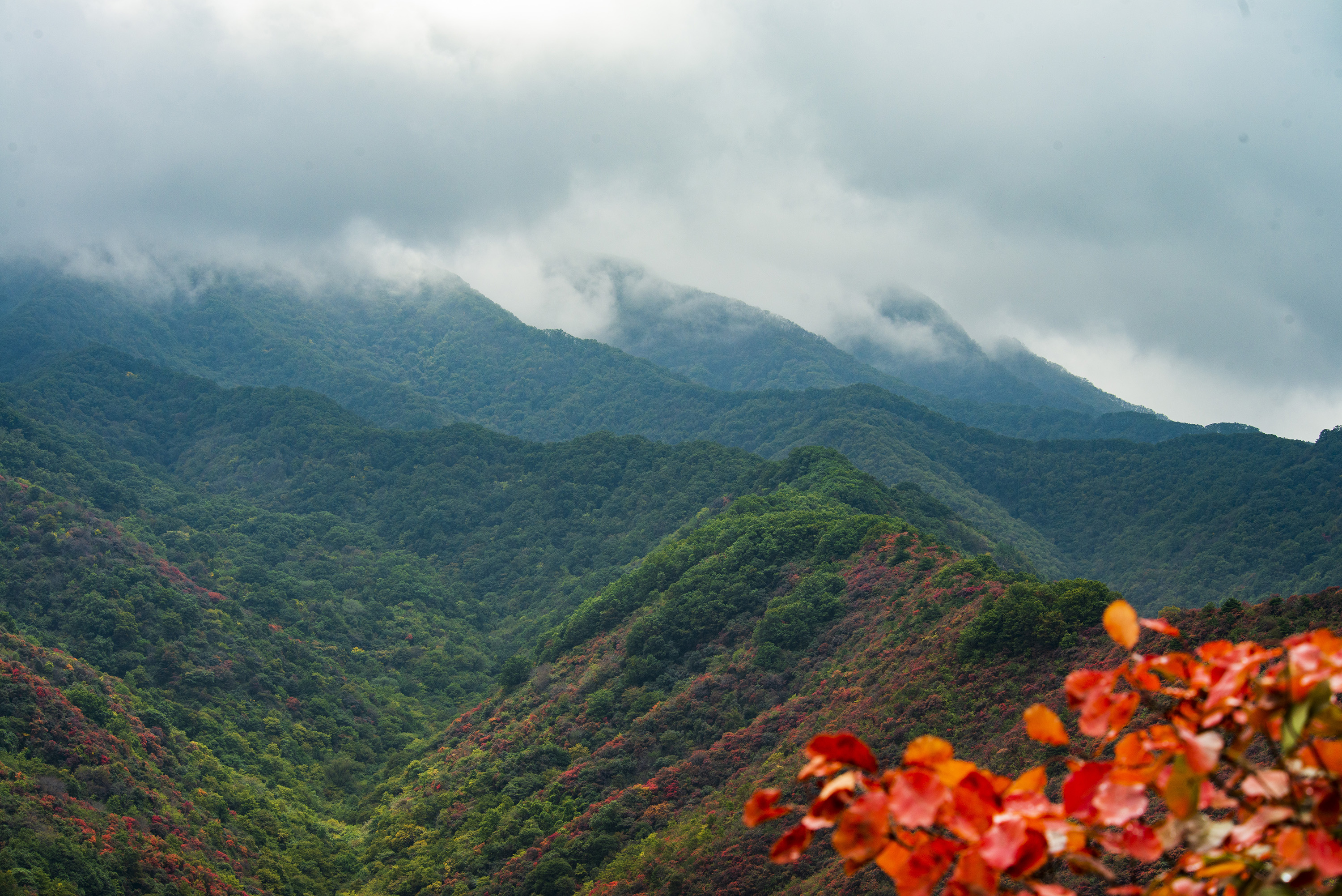 每年10月10日后,三门峡甘山国家森林公园的红叶愈发绚烂.