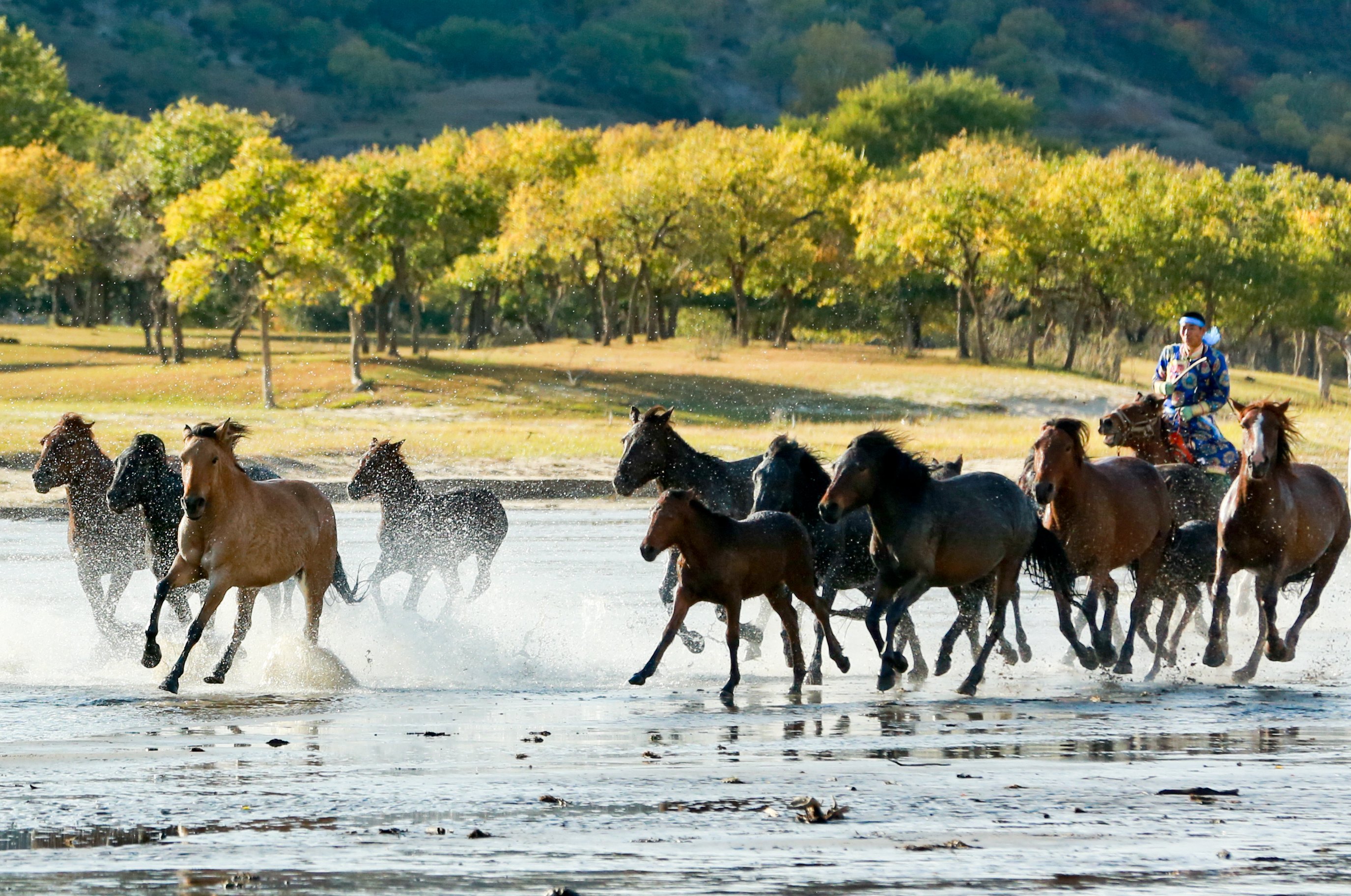 草原秋意浓马踏水花飞
