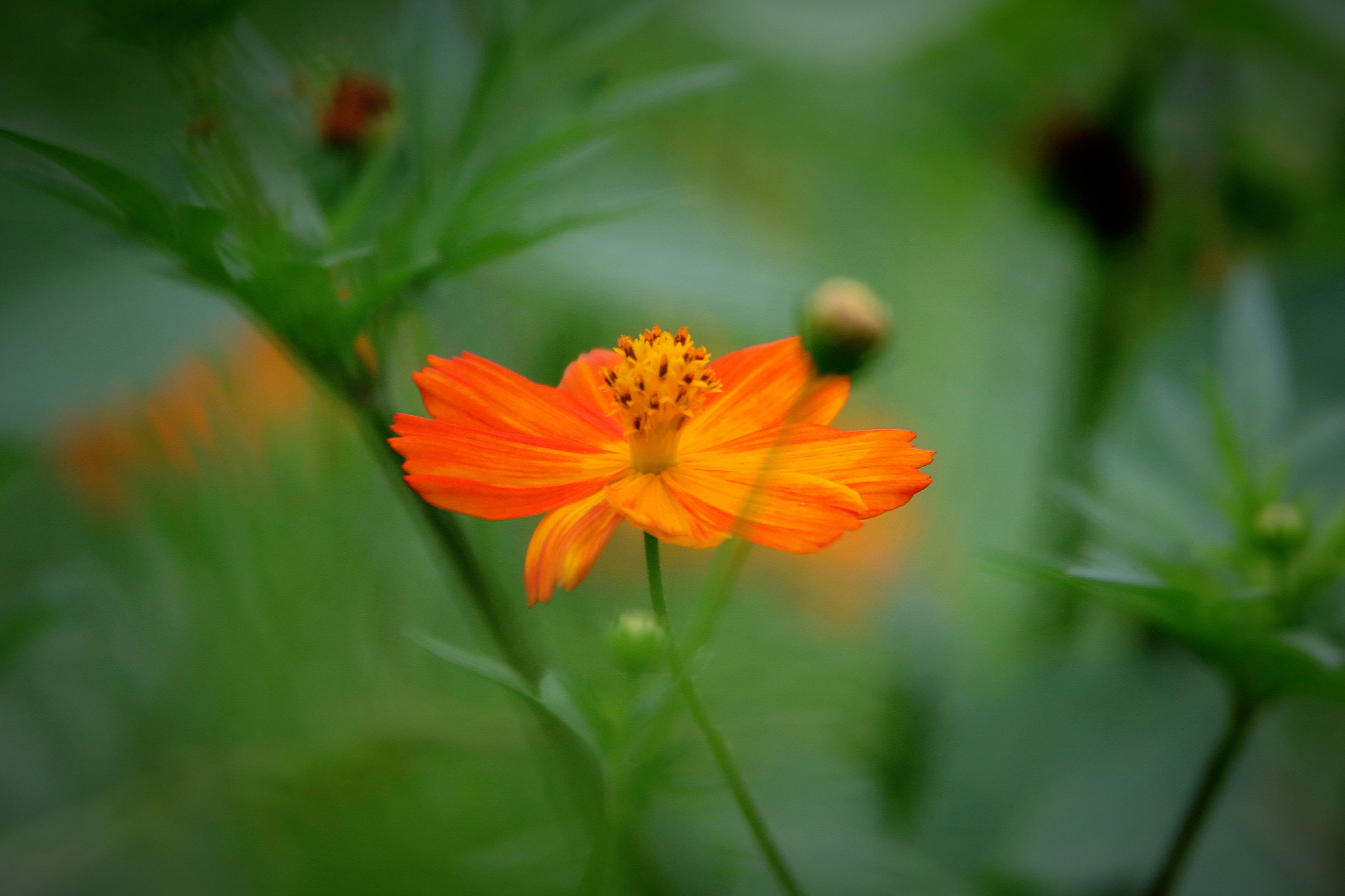 【首发】黄秋英(1)