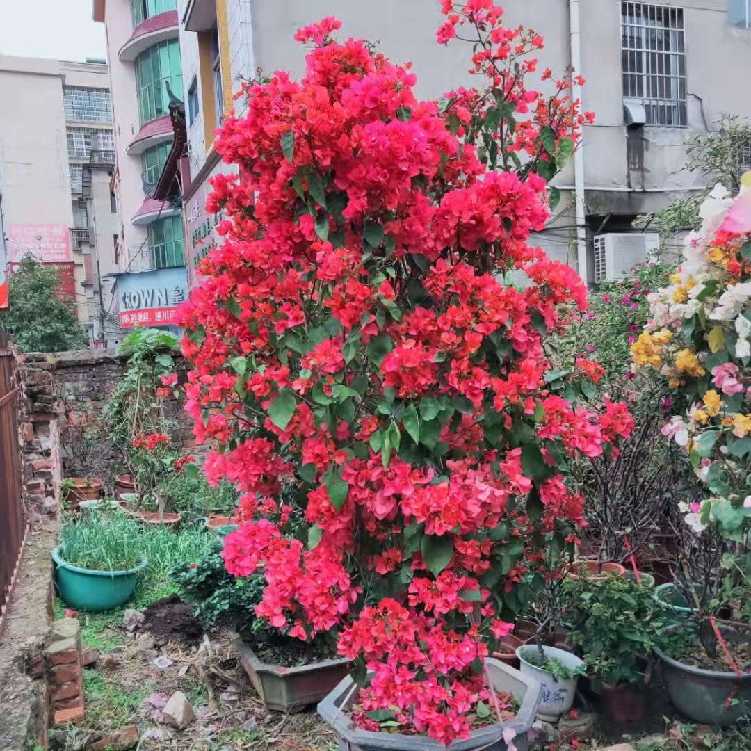 花开富贵家家乐图片