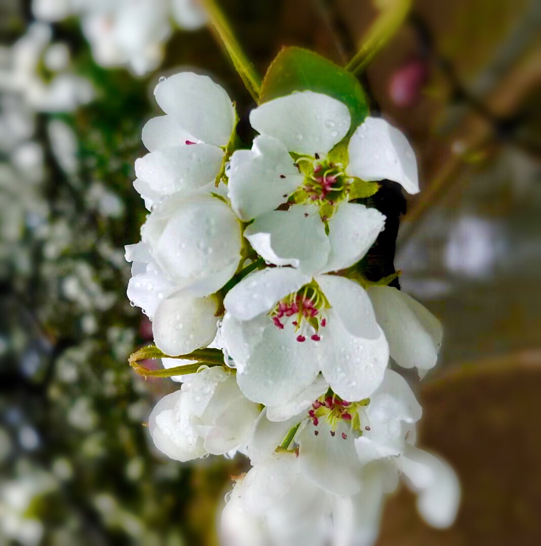 《梨花開 春帶雨》