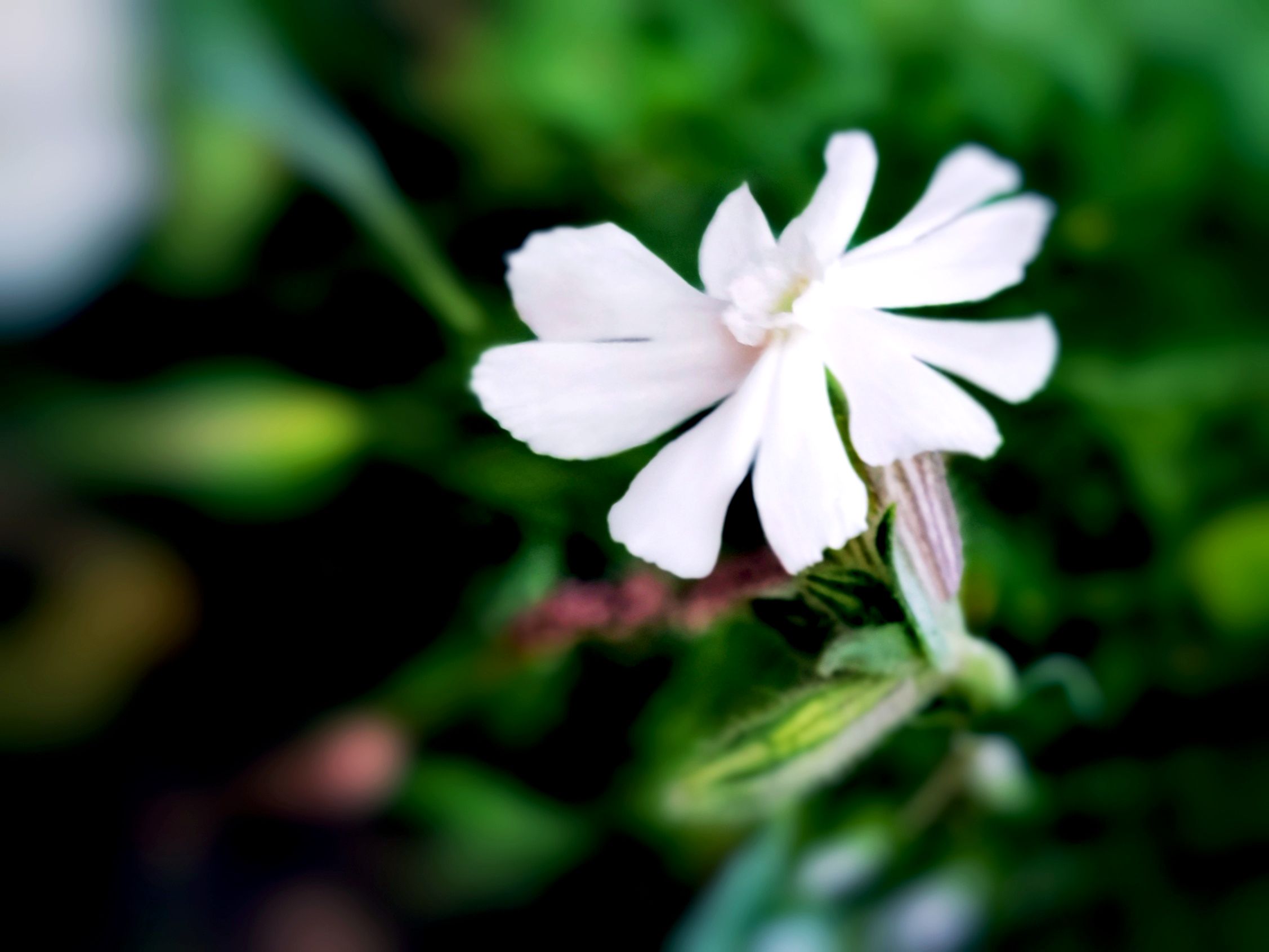 【首发】瓣浅樱卷卷 层层又重重