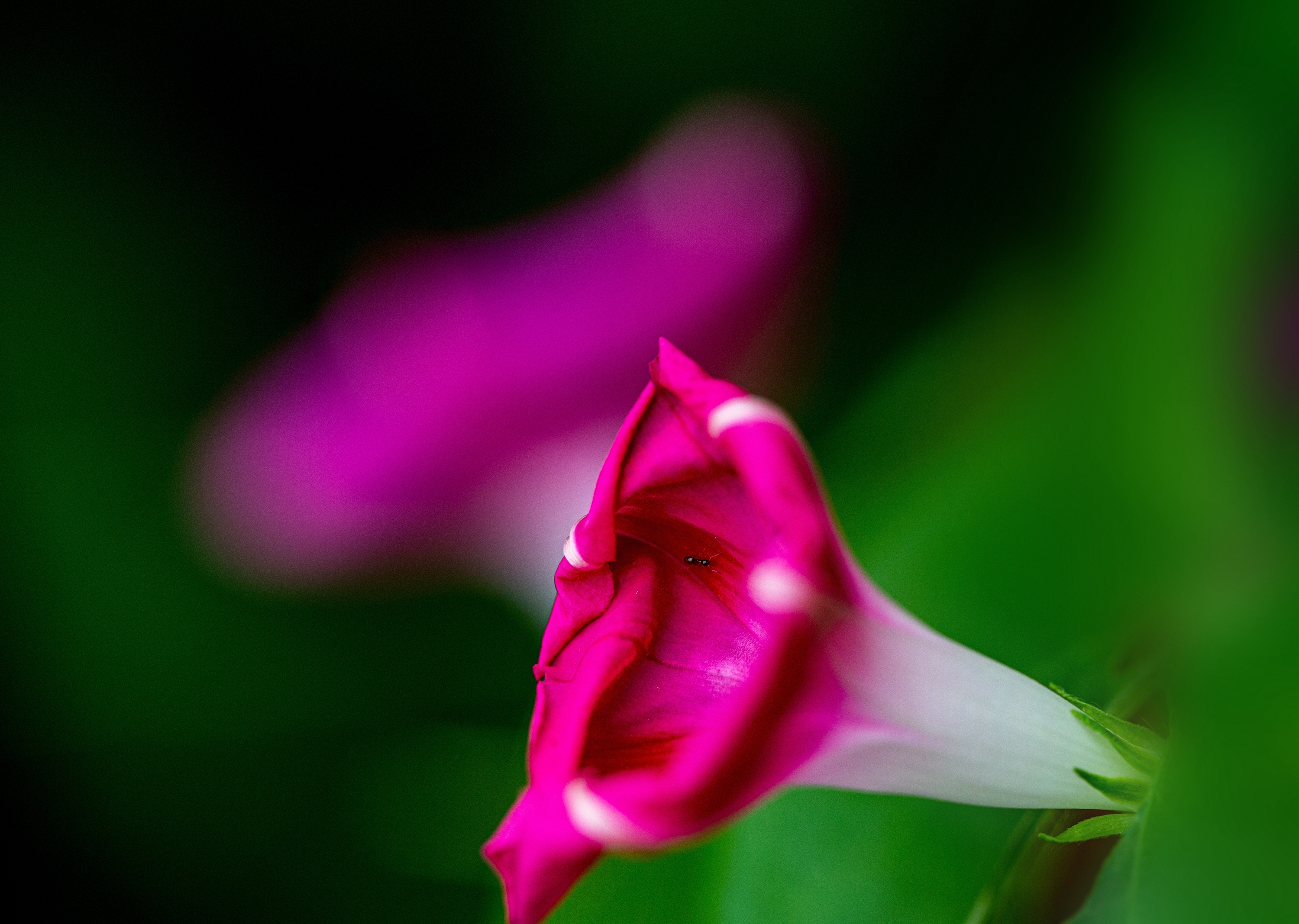 【vv首发】喇叭花开