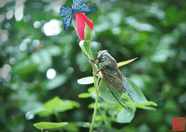 五绝-今朝闻知了 文/云卷云舒 佳处有蝉鸣,霞蒸夏气清.
