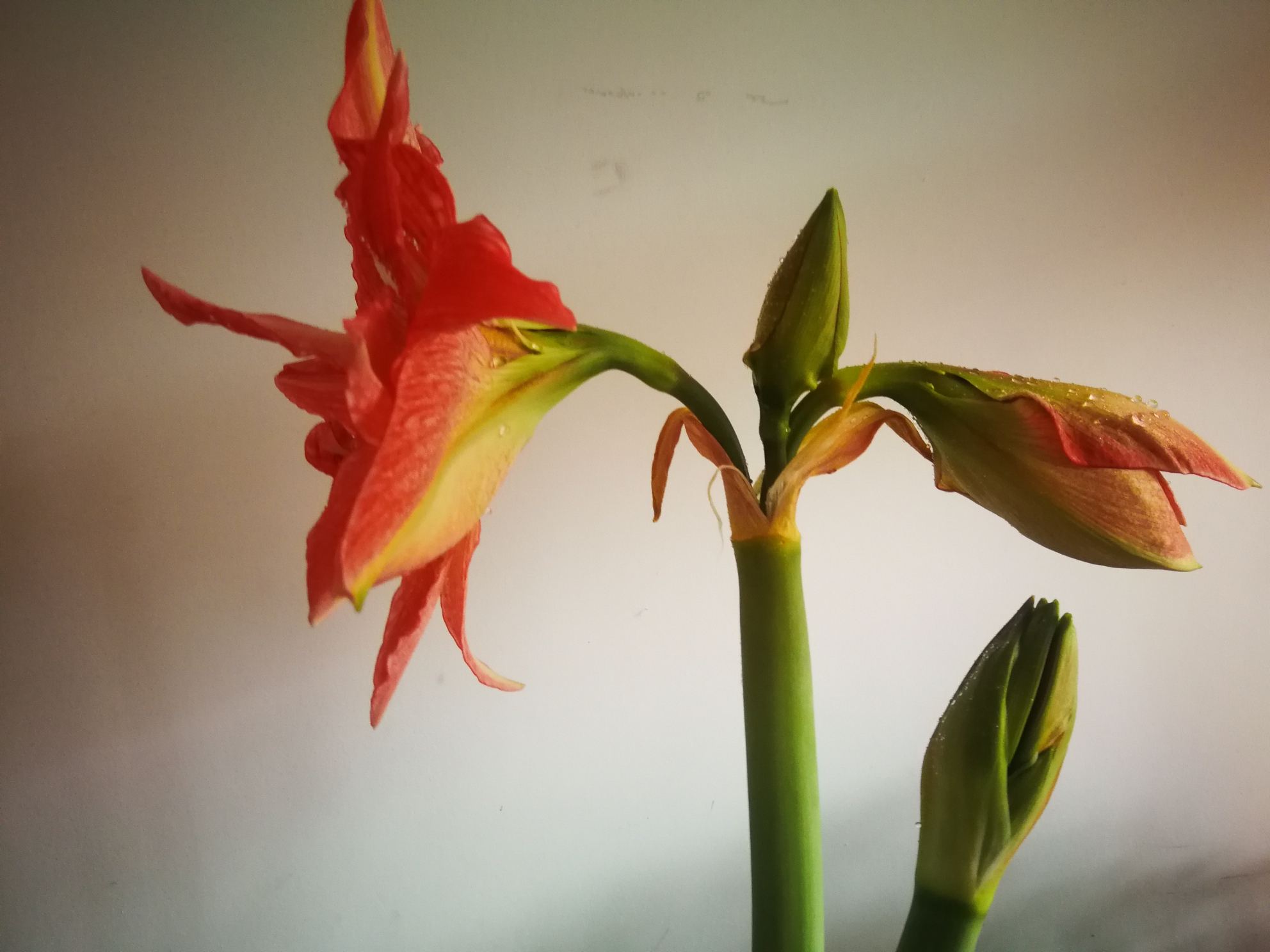 柱頂紅,孤梃花,華胄蘭,百子蓮,炮打四門別稱百合亞目亞目hippeastrum