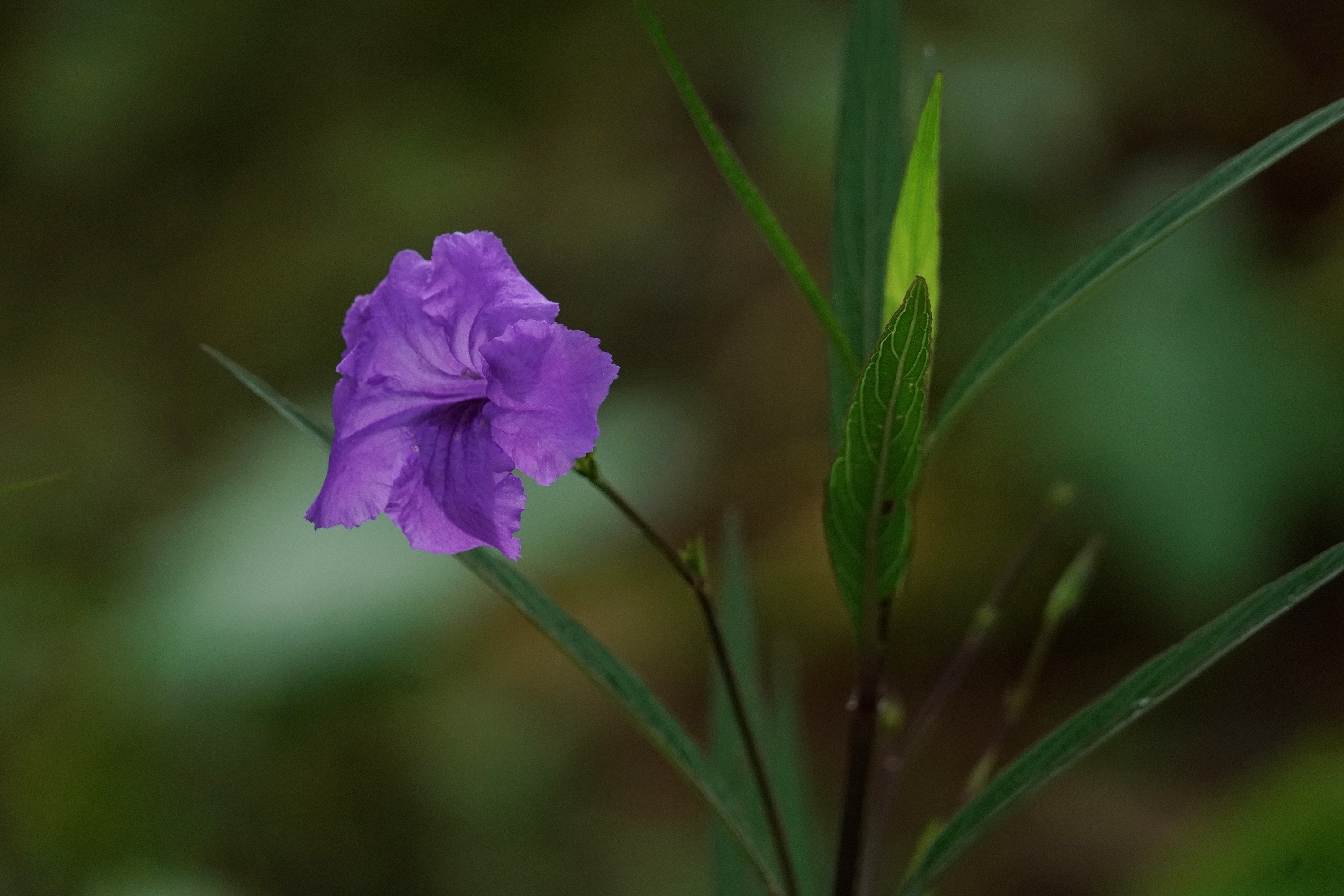 日开日新翠芦莉 蓝花箭叶姿飘逸 外柔内刚抗性强 美化净污鲜四季 图文