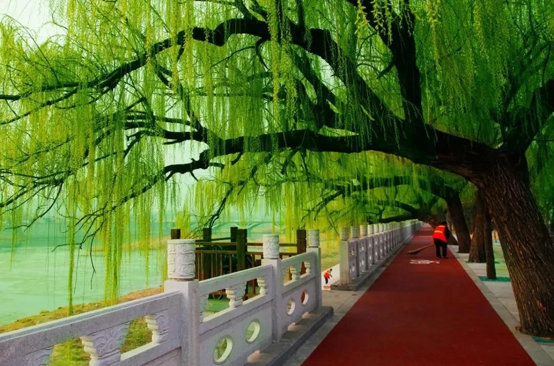 随笔杨柳风(首发)