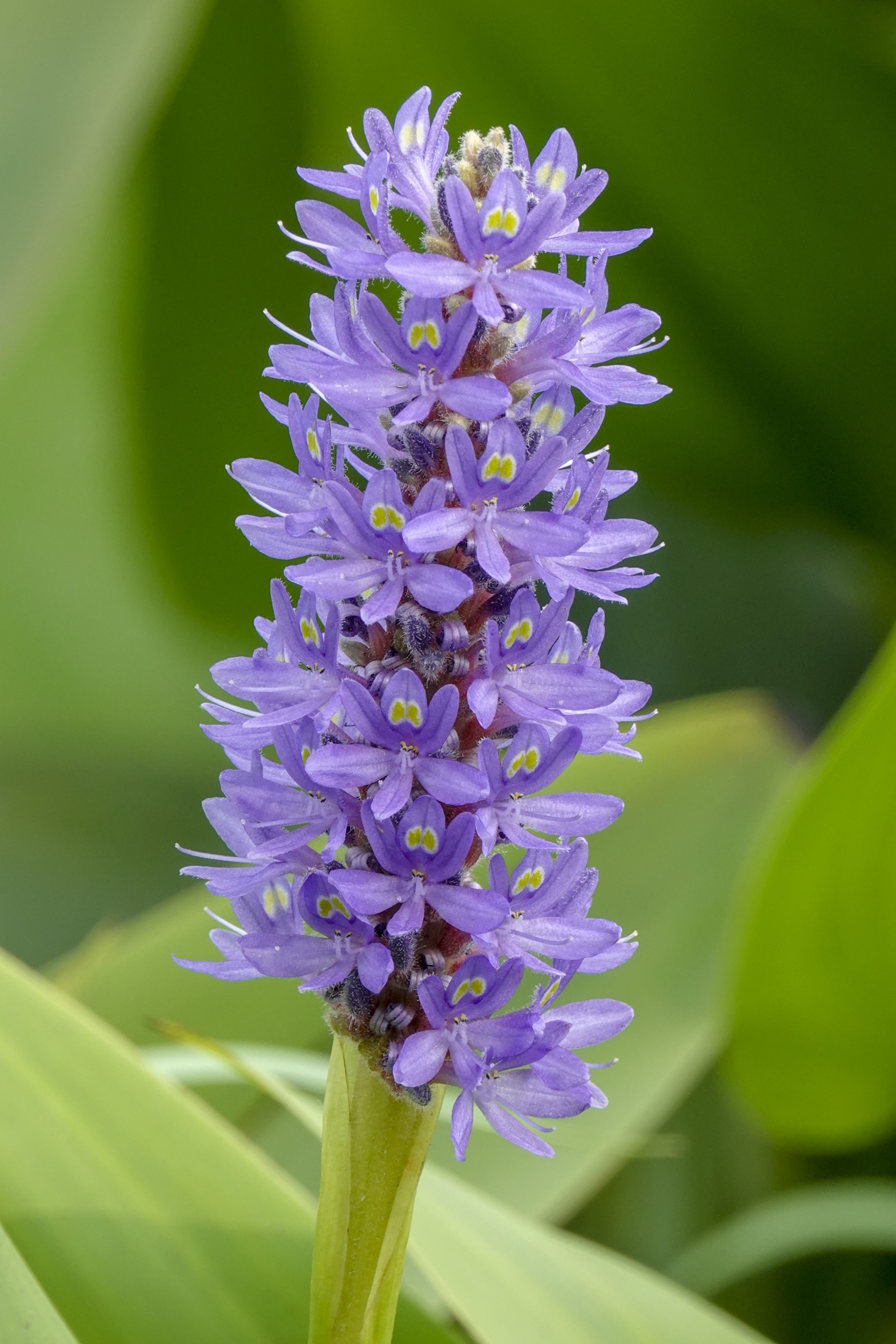 【首发】梭鱼草(1)