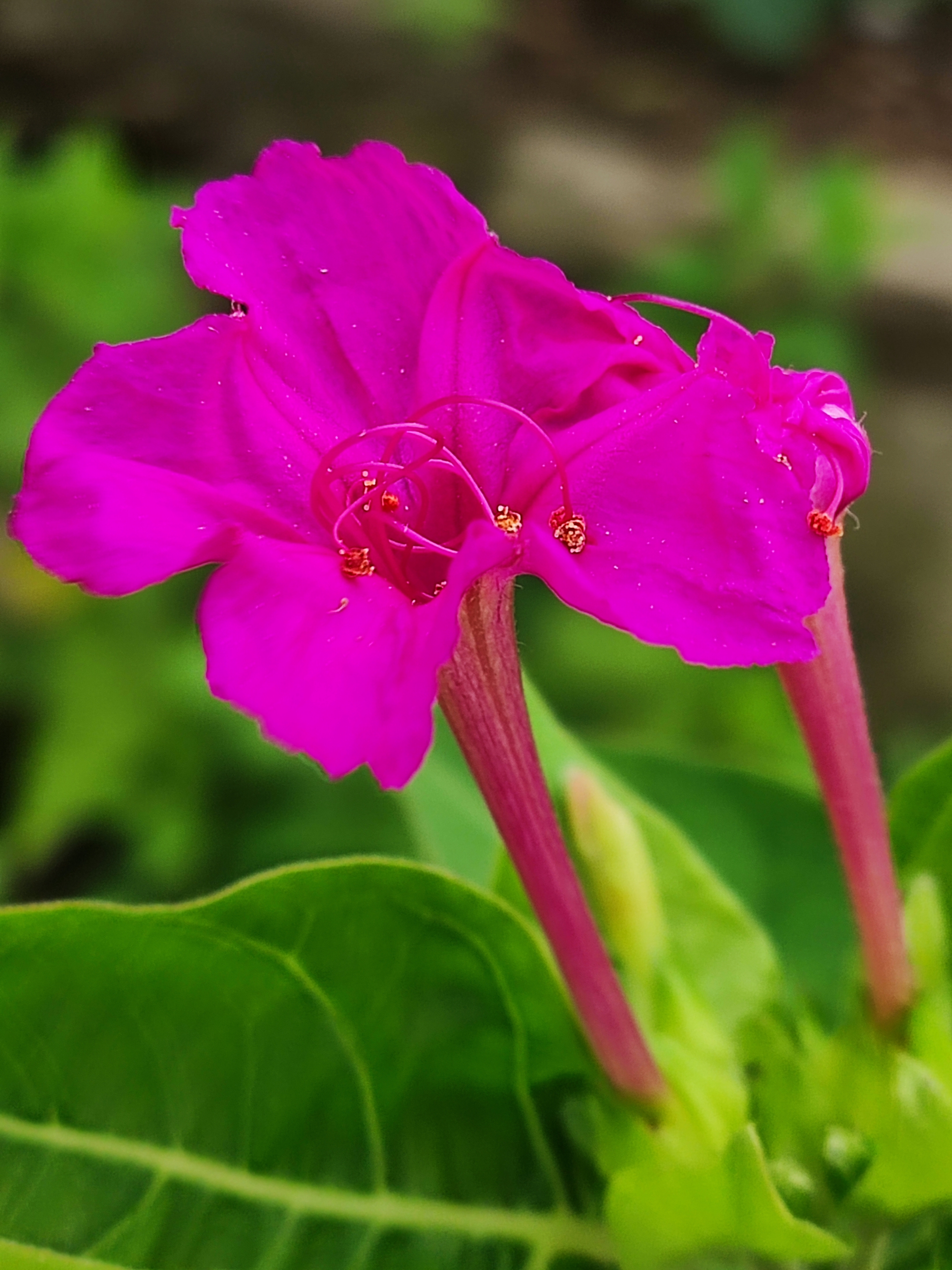紫茉莉花
