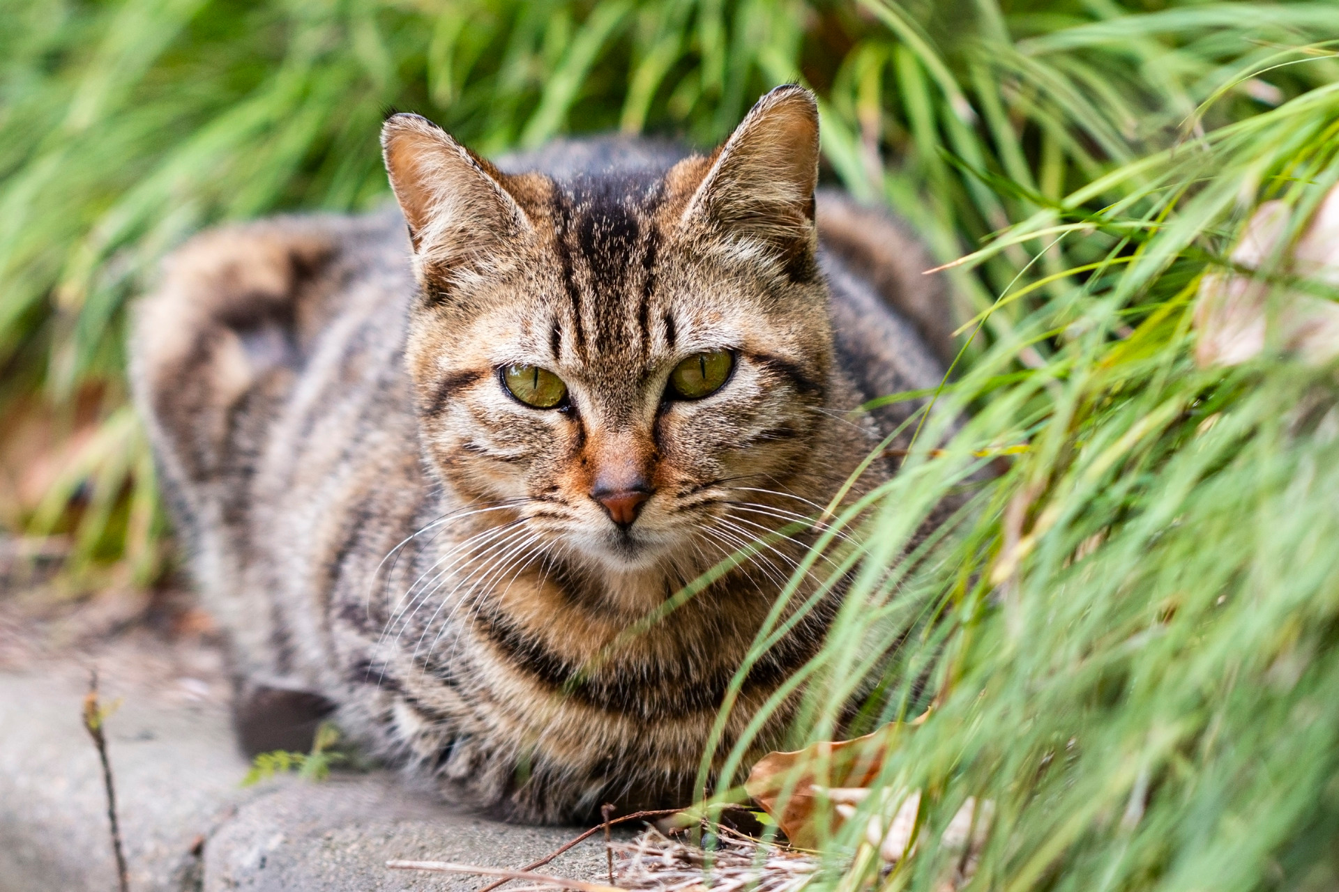 【首发】狸花猫