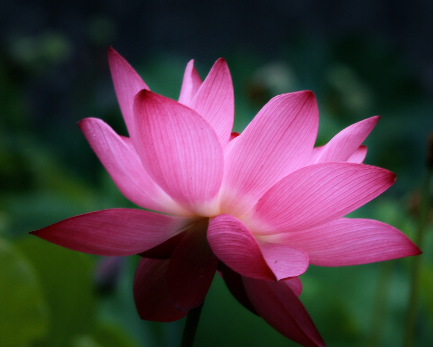 《清荷一支花》