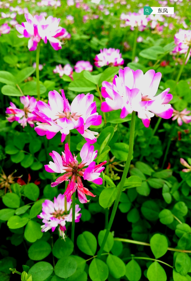 美丽漂亮的草籽花摄影东风21d