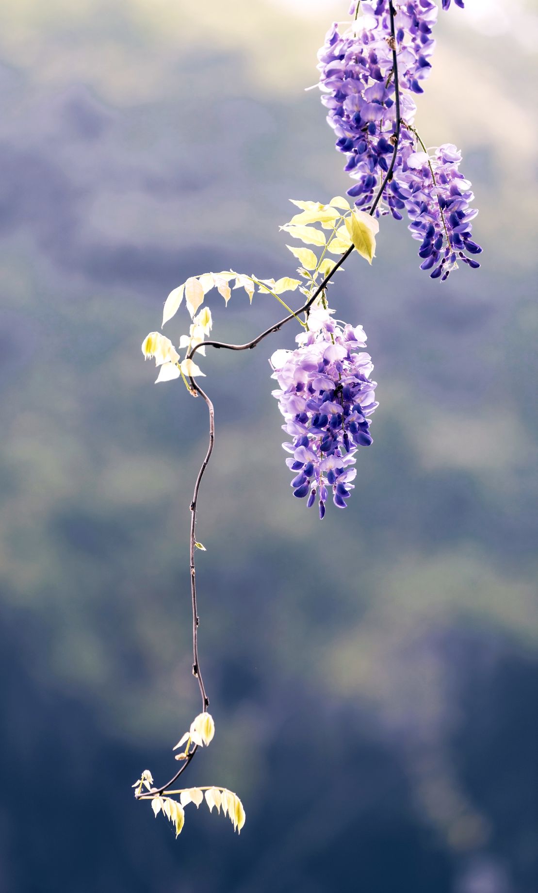还在紫藤树下等你等你我还在紫藤树下等你等你花开等候花落念你不知你