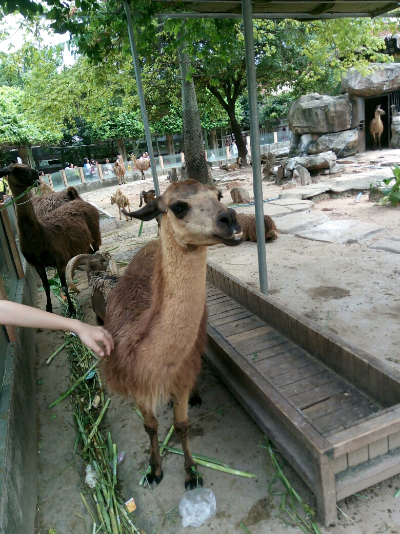 廣州動物園暑期孩子們投餵長頸鹿和山羊門票只要10元就可玩一整天