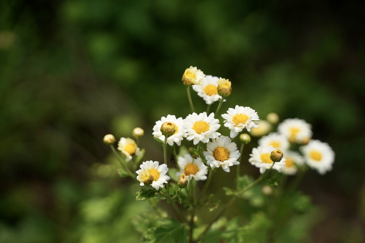 【首發】小雛菊