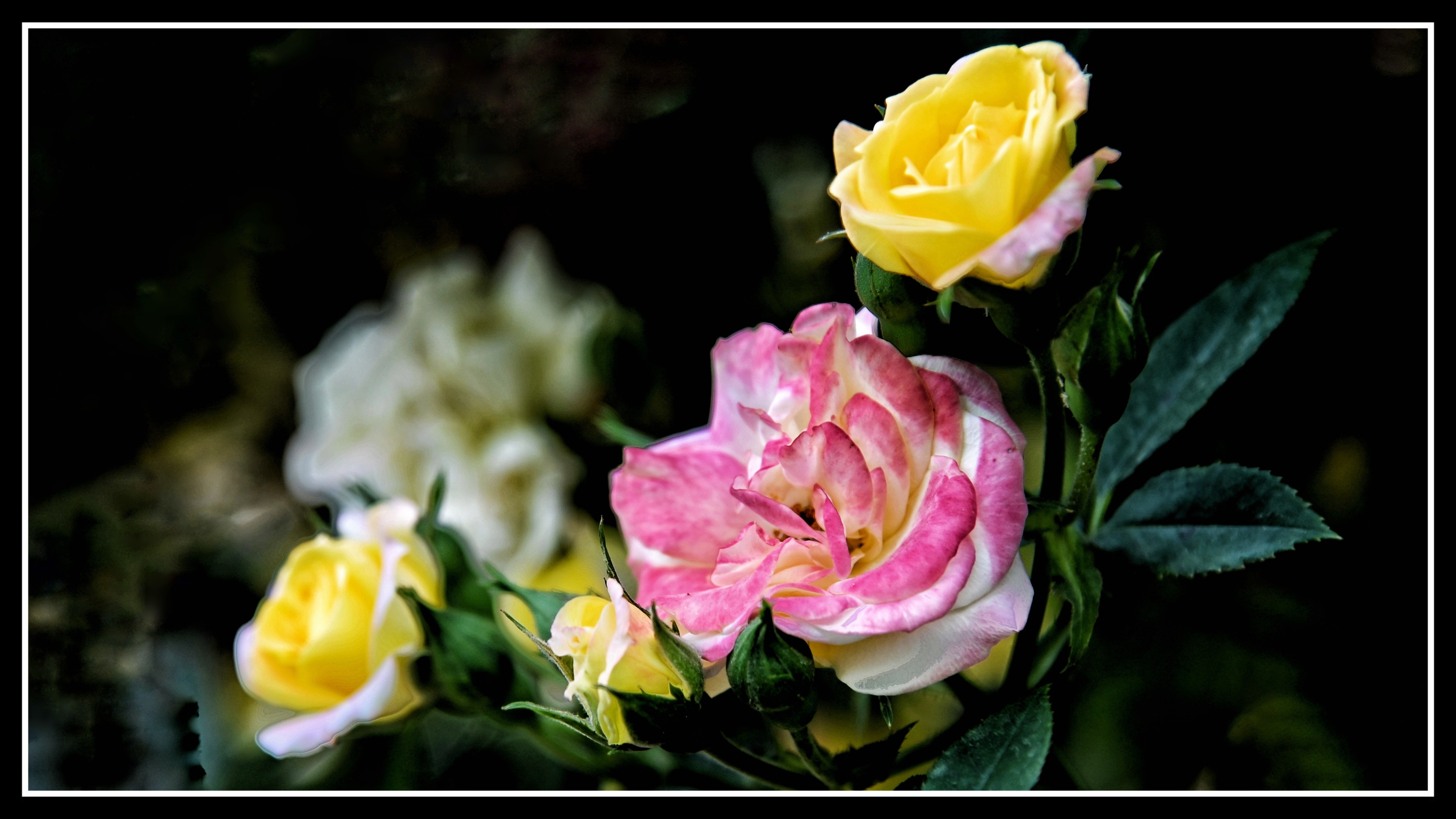 现代月季《首发》