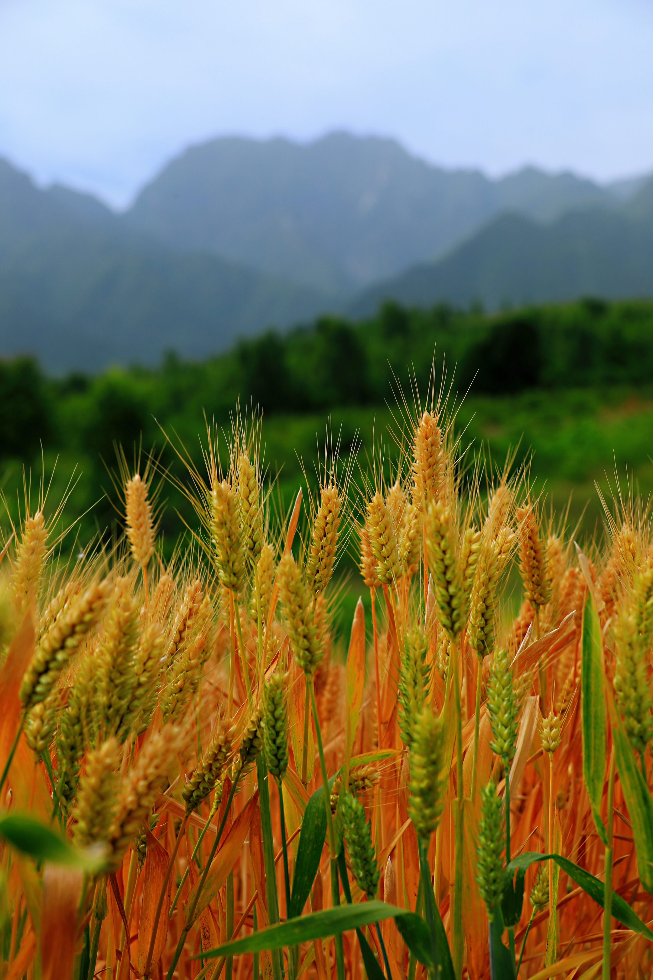 【首发】芒种,忙种