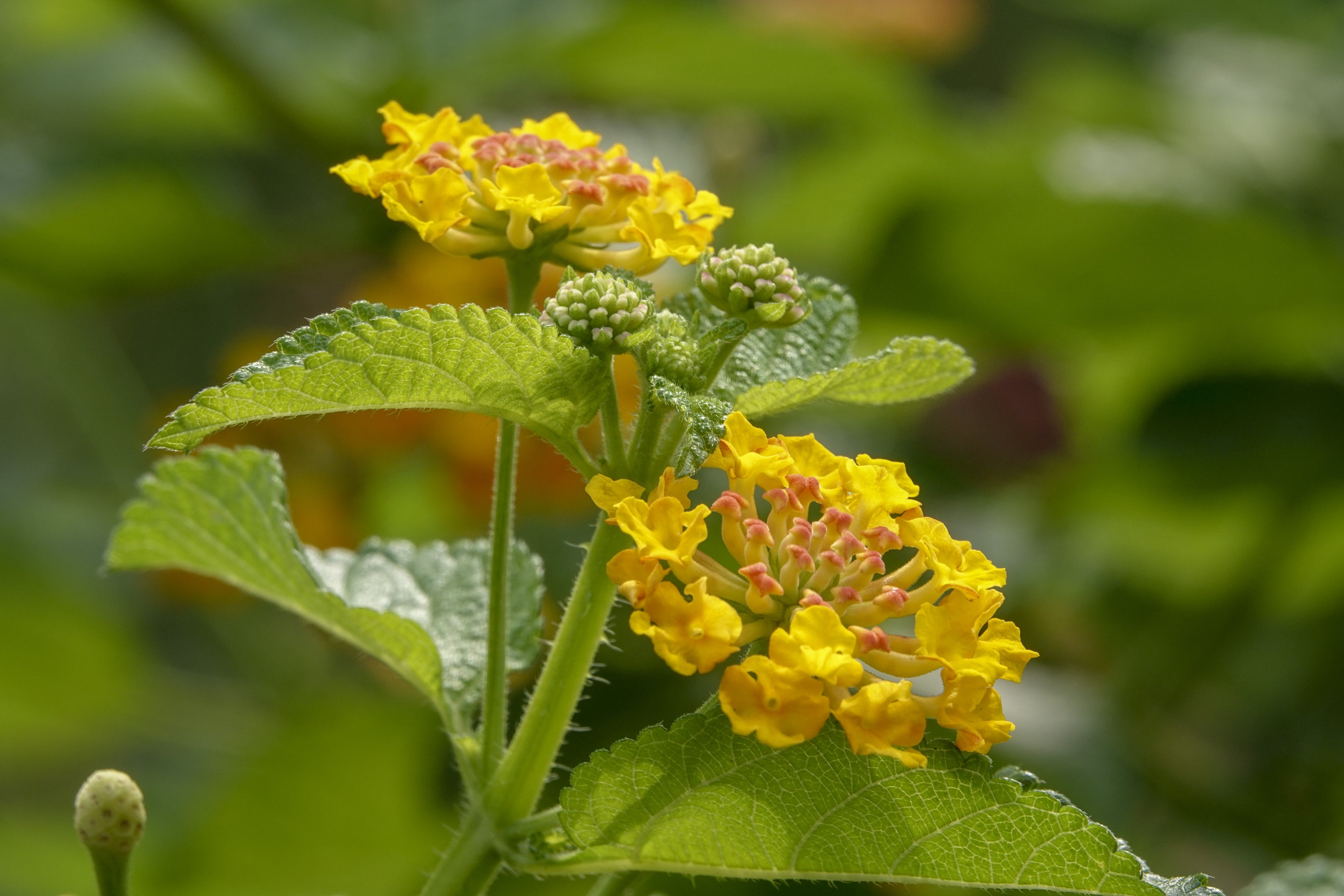 【首发】五色梅(十四)