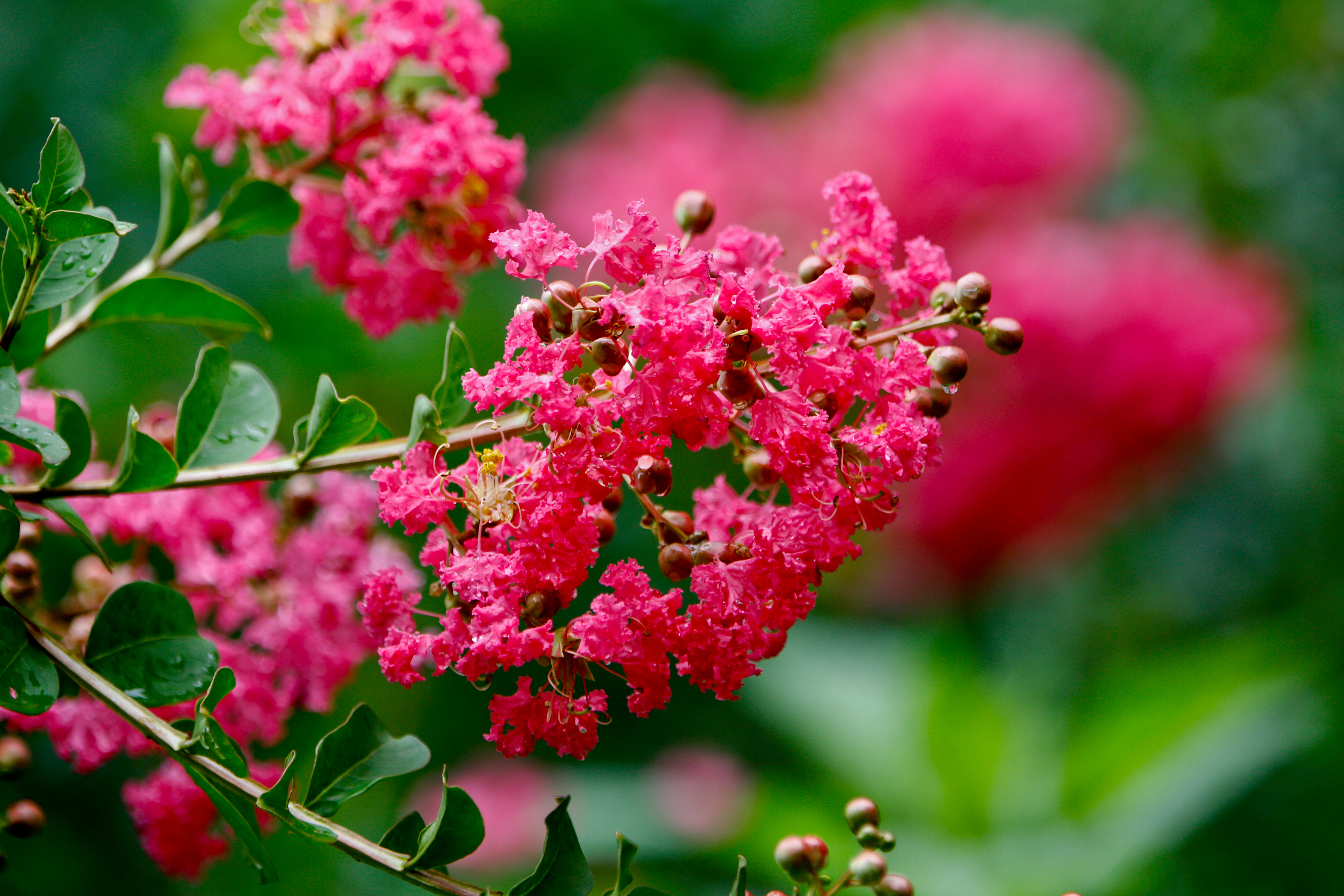 紫薇红一片,难挡回眸魅!