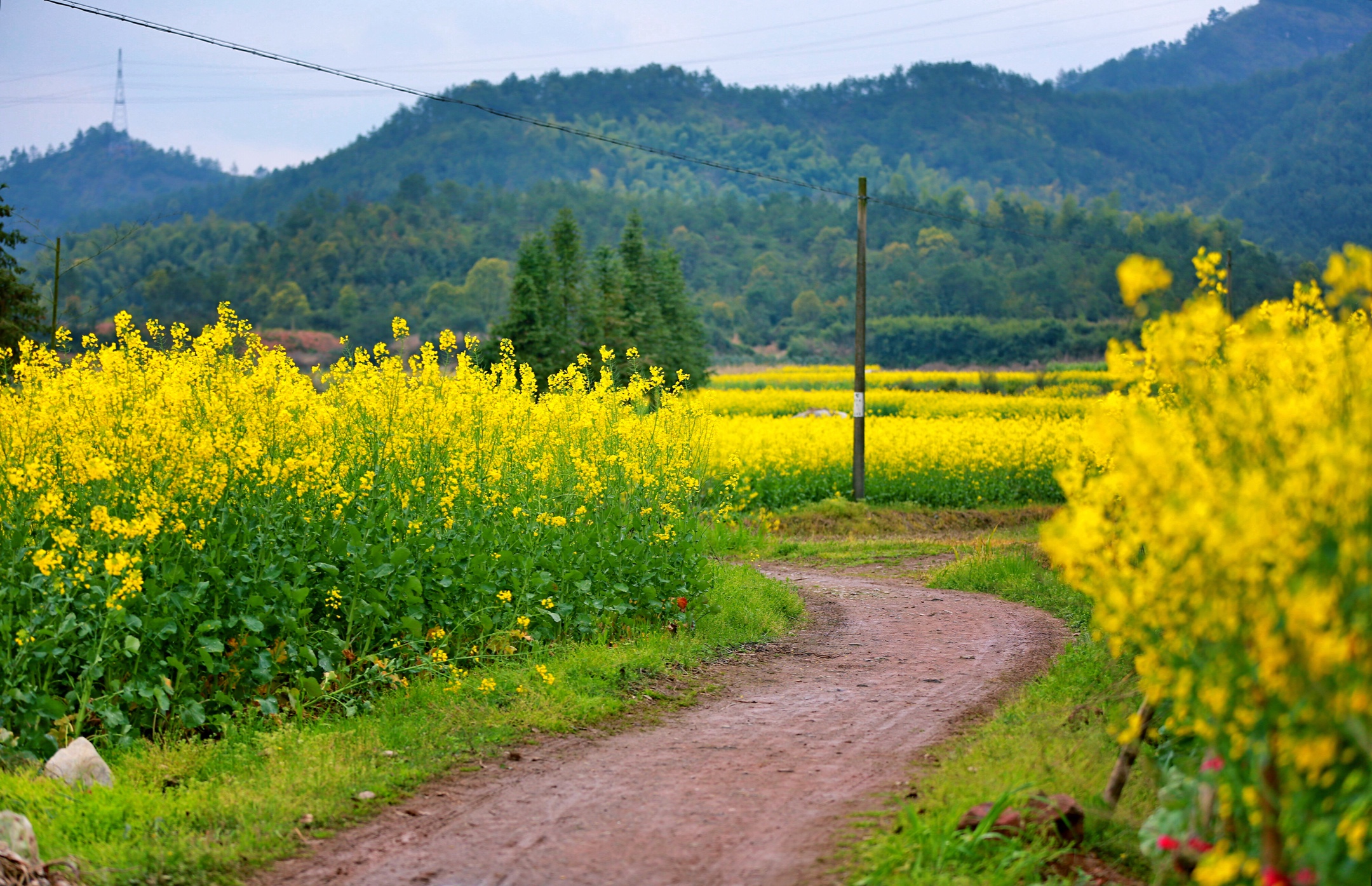 九峰脚下春色撩人