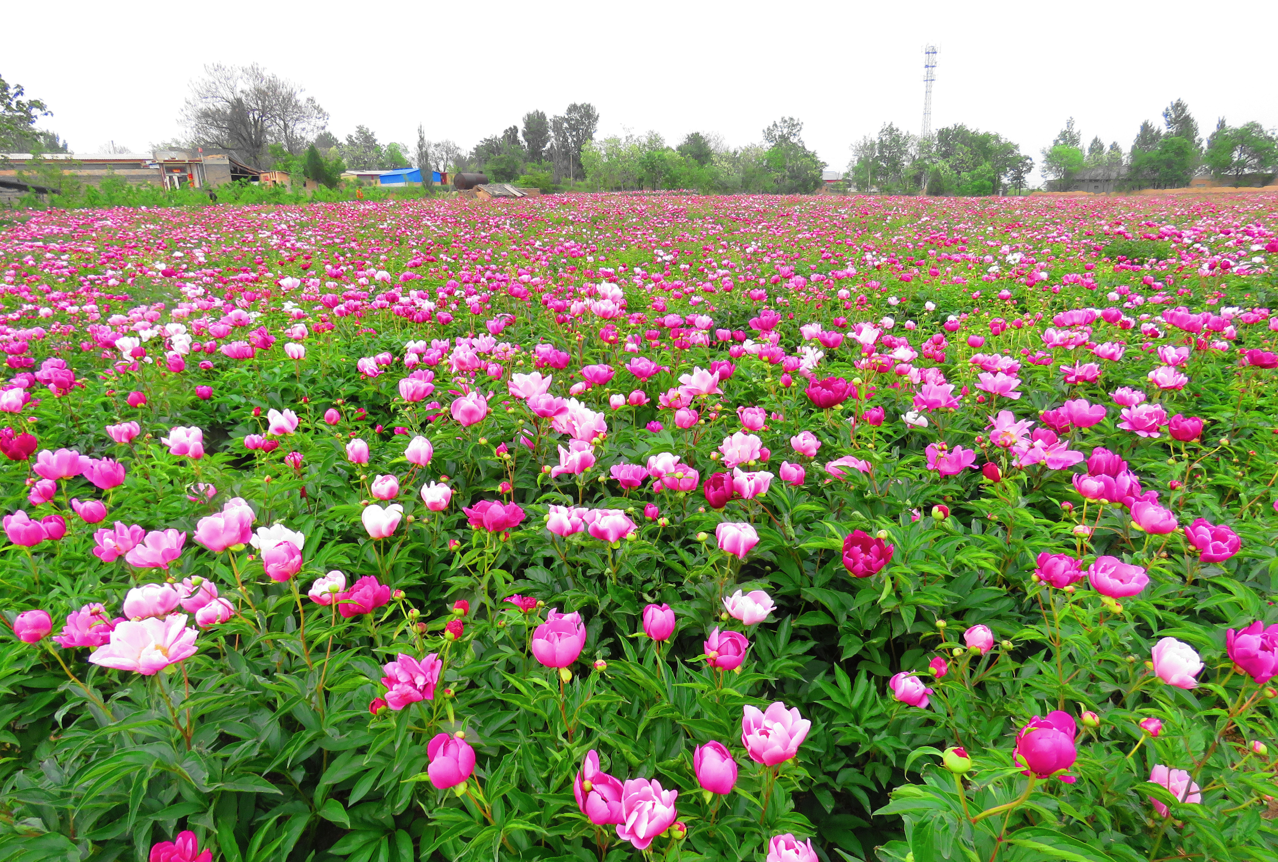 芍药花开遍地红游客如织赏花忙