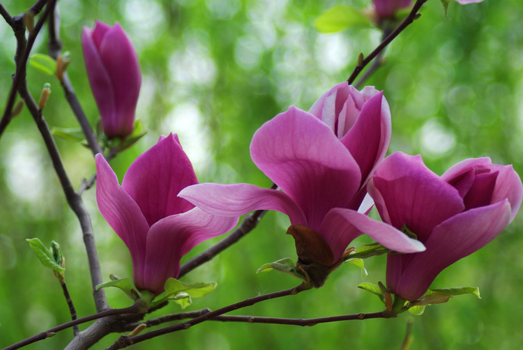 写给春天的诗行作者碑林路人