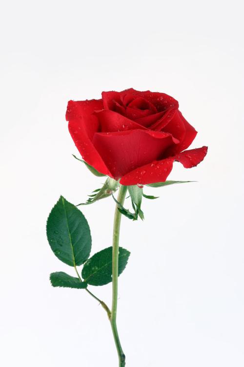 玫瑰花原创图片来源网络