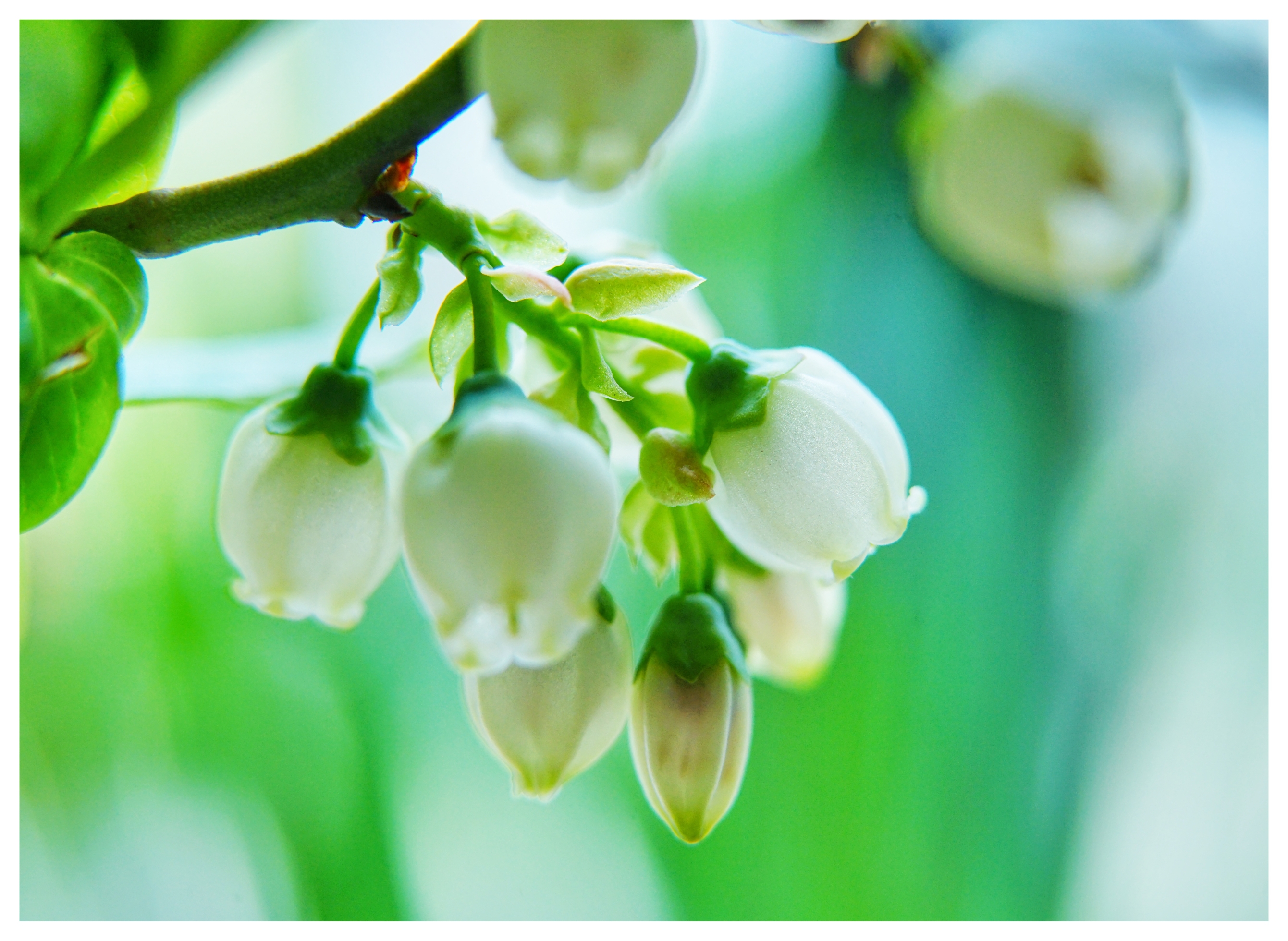 蓝莓花,夏里的铃兰