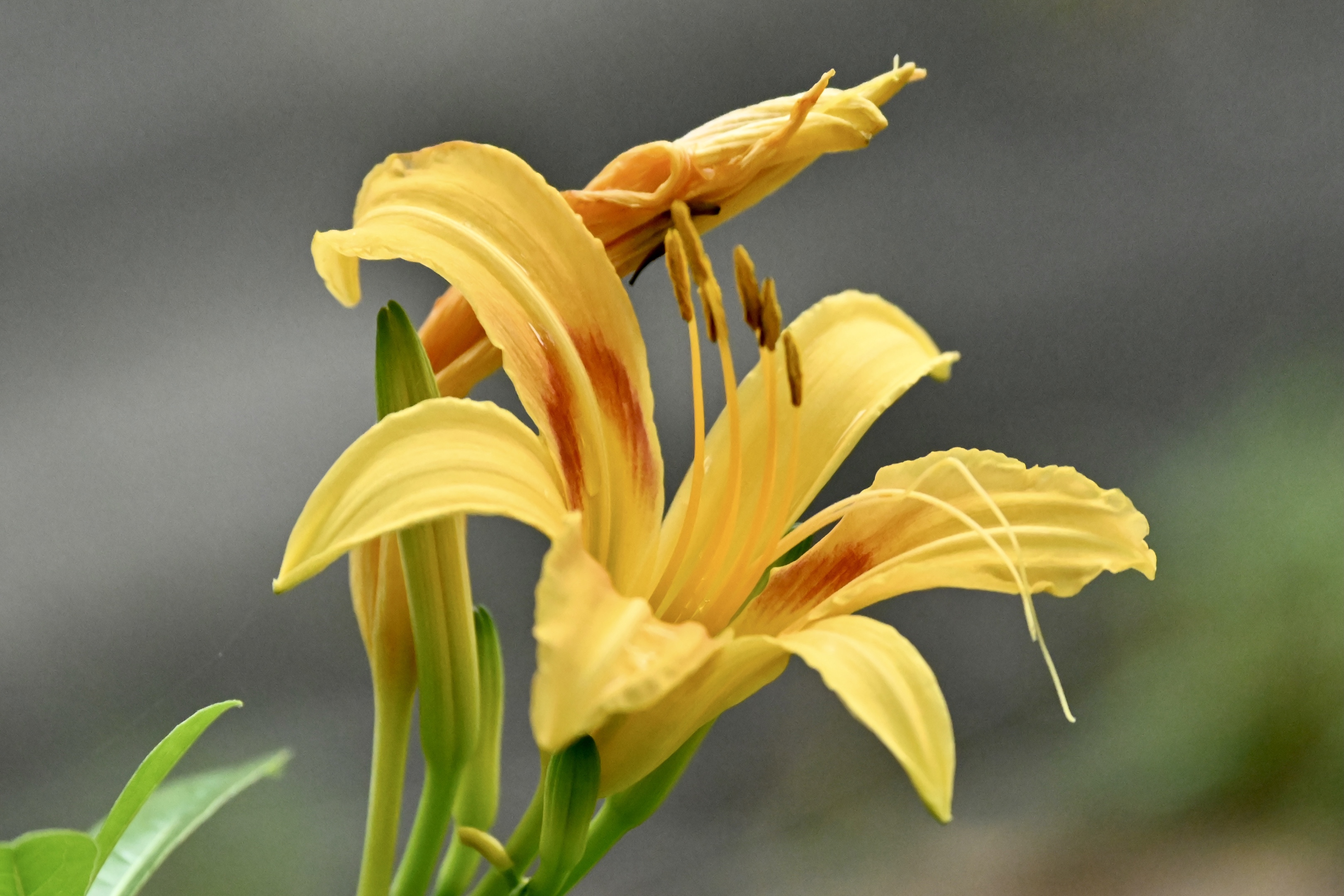 黄花萱草〔首发