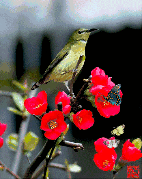 491_620竖版 竖屏gif 动态图 动图