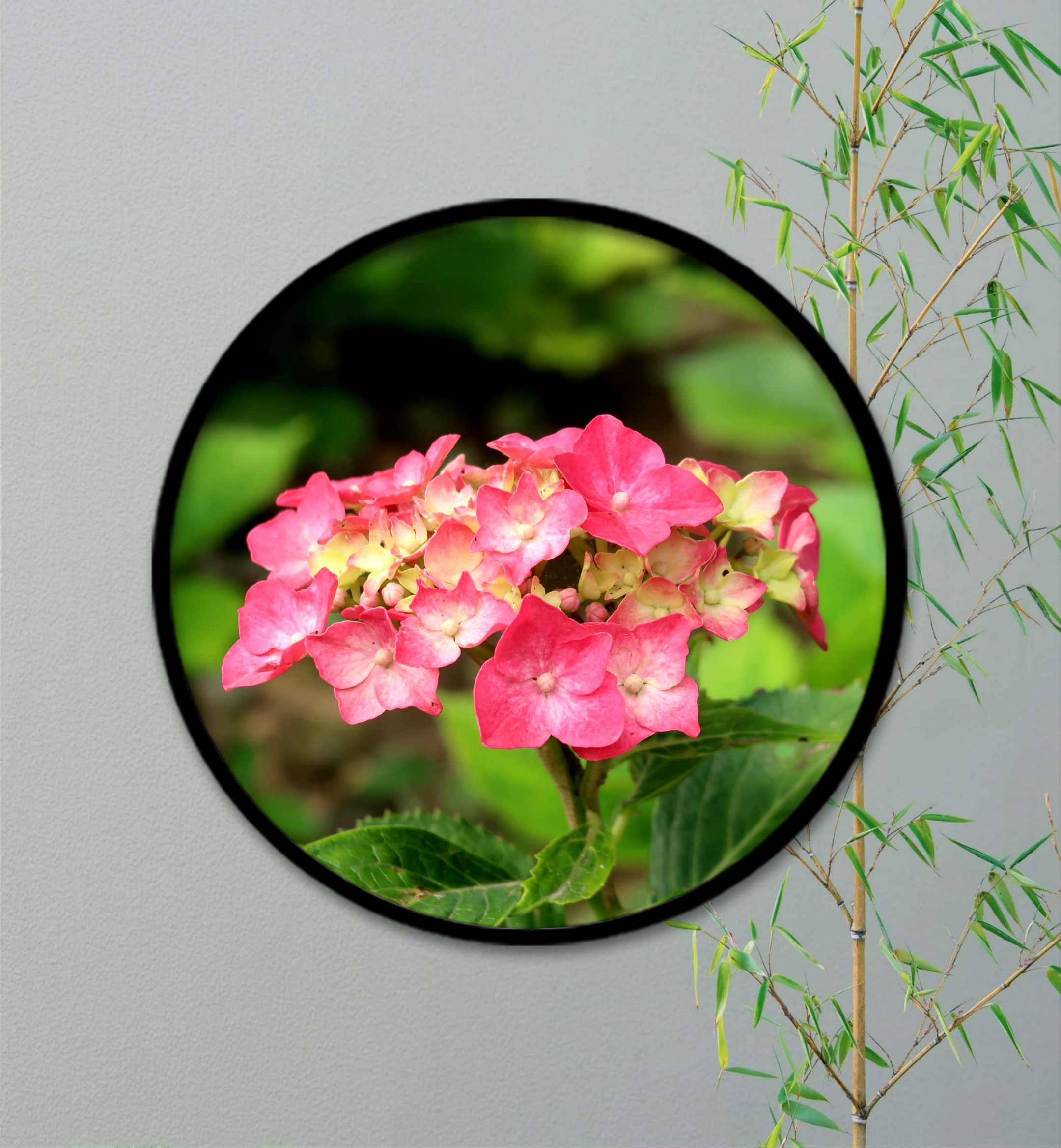 绣球花_1【首发】