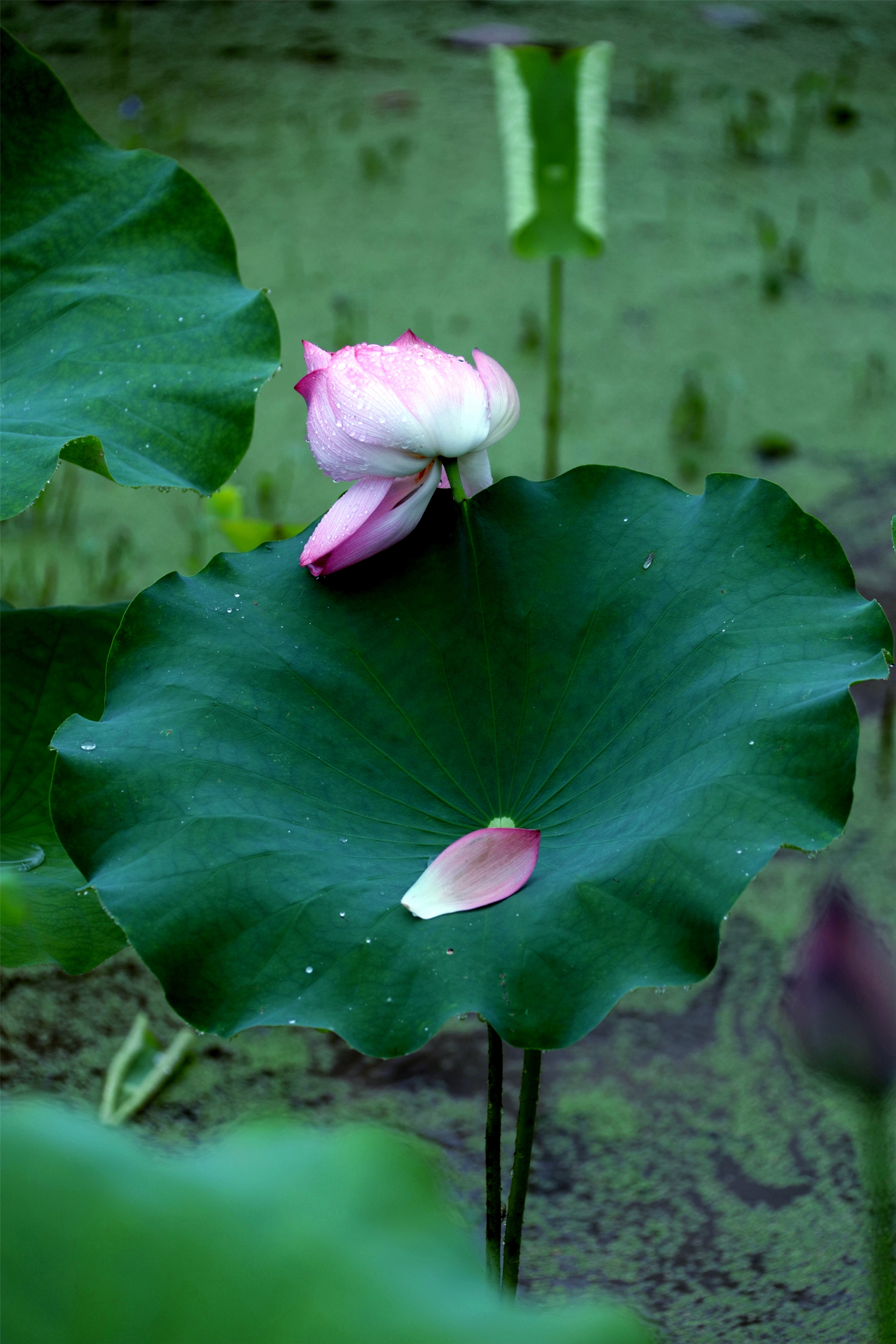 雨中的荷花,即为雨荷.是历代文人墨客所钟爱的创作题材.