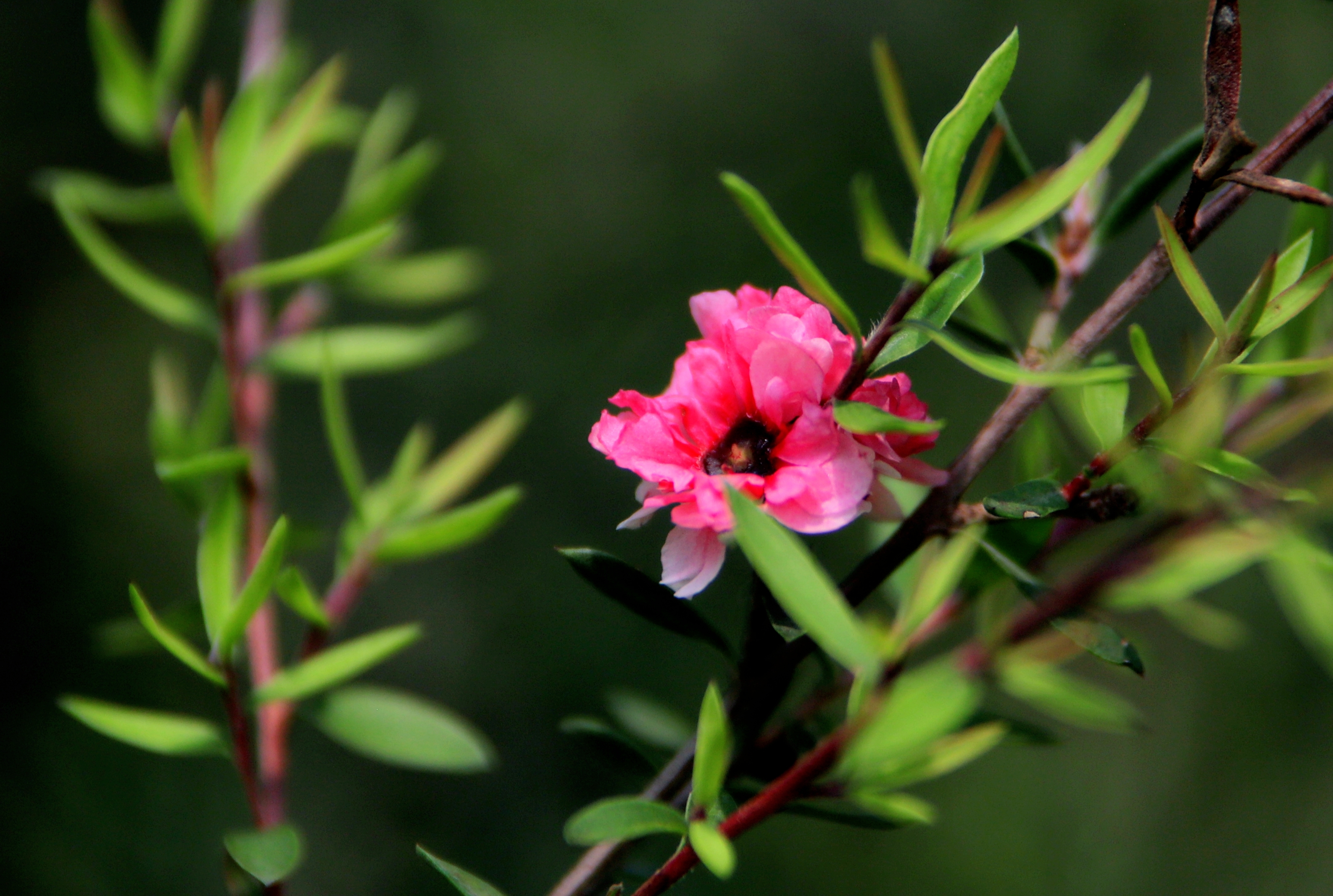 【首发】花开松红梅